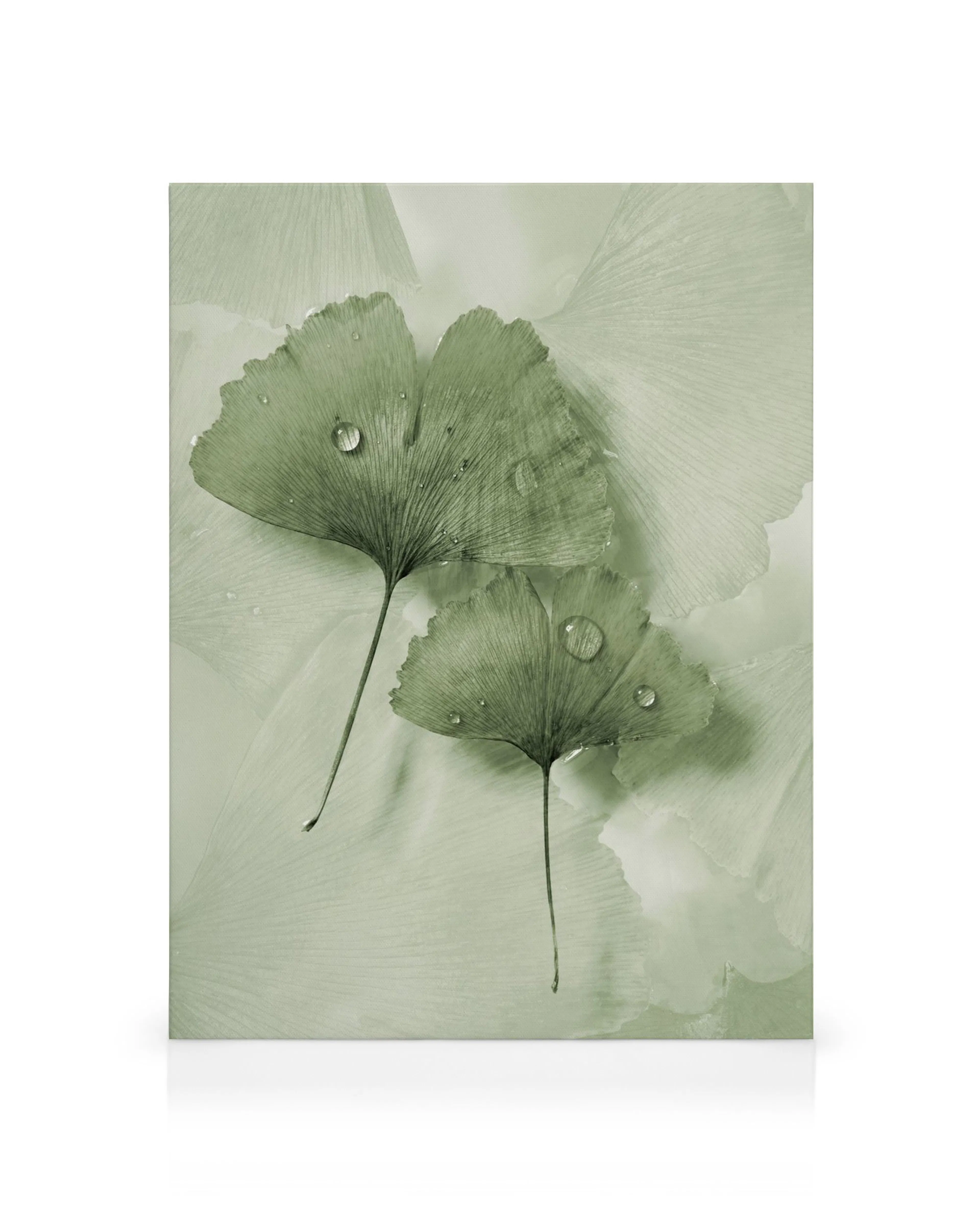 Tela de folha de ginkgo verde com gotas de água, fundo de folha verde clara, arte de parede botânica