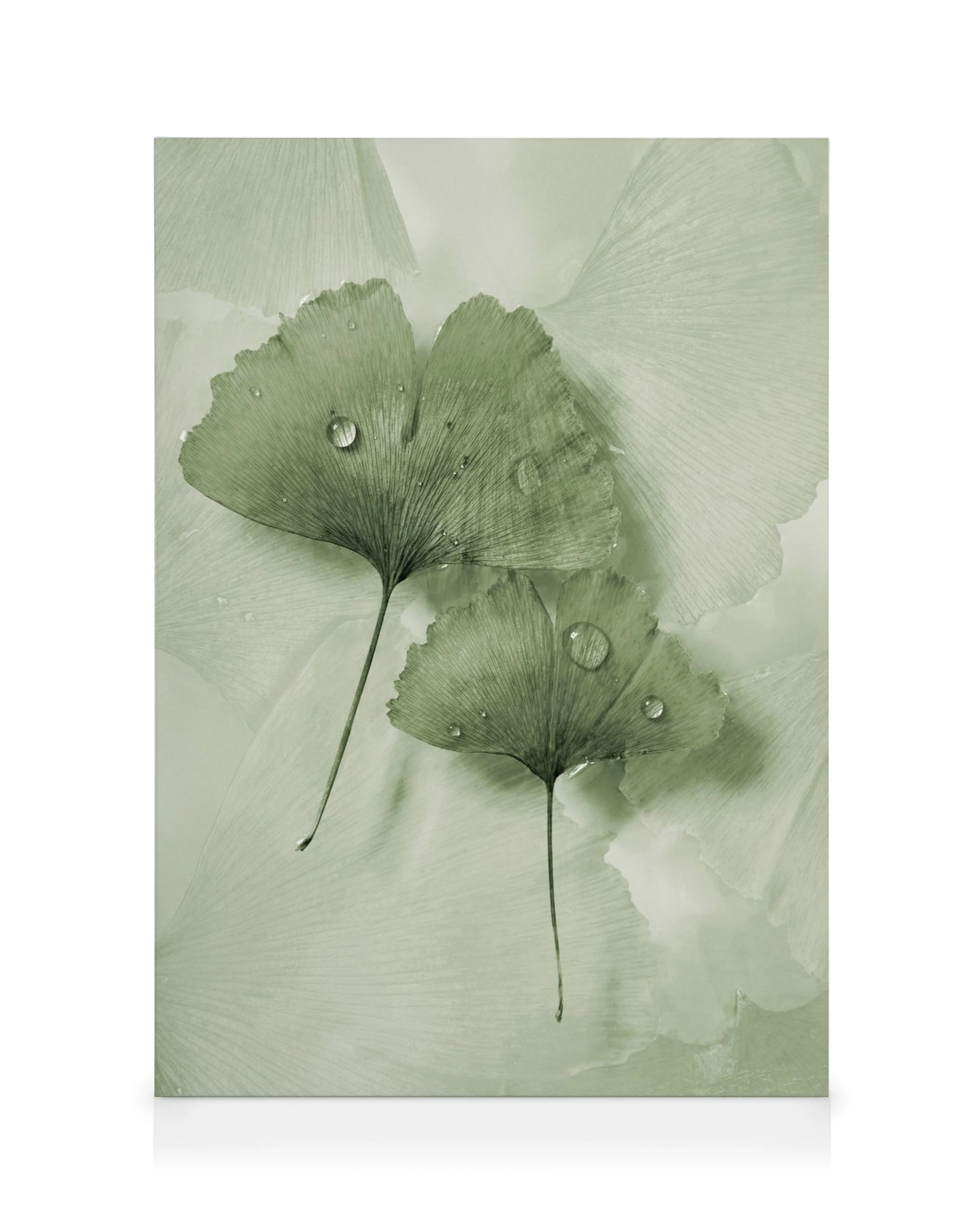 Toile de deux feuilles de ginkgo vertes avec des gouttes deau sur un fond de feuilles plus claires, typographie verte