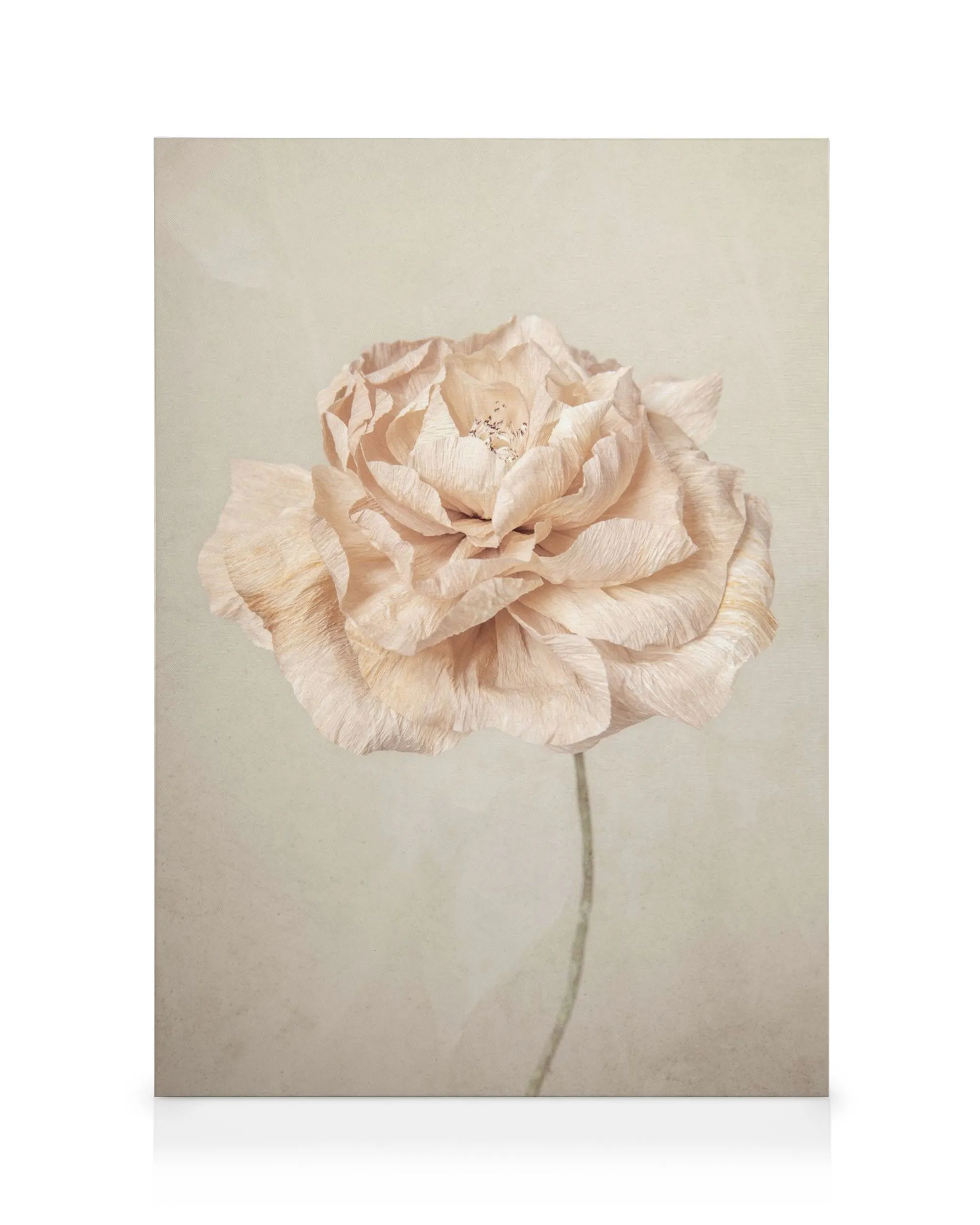 Stampa floreale vintage con petali beige sovrapposti su sfondo chiaro, delicata e morbida