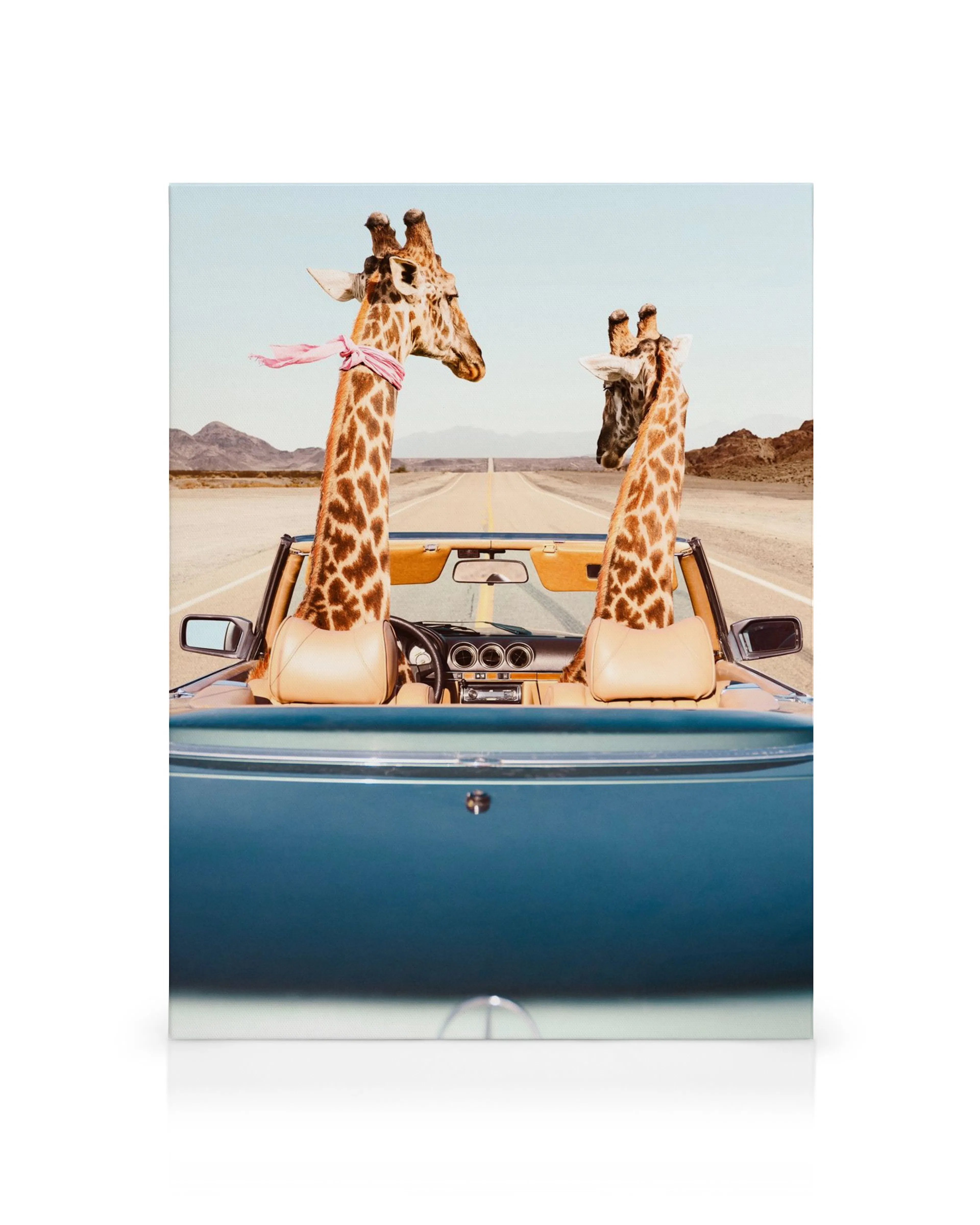 Toile humoristique de deux girafes en voiture décapotable bleue sur une route désertique avec montagnes au loin. Une girafe port