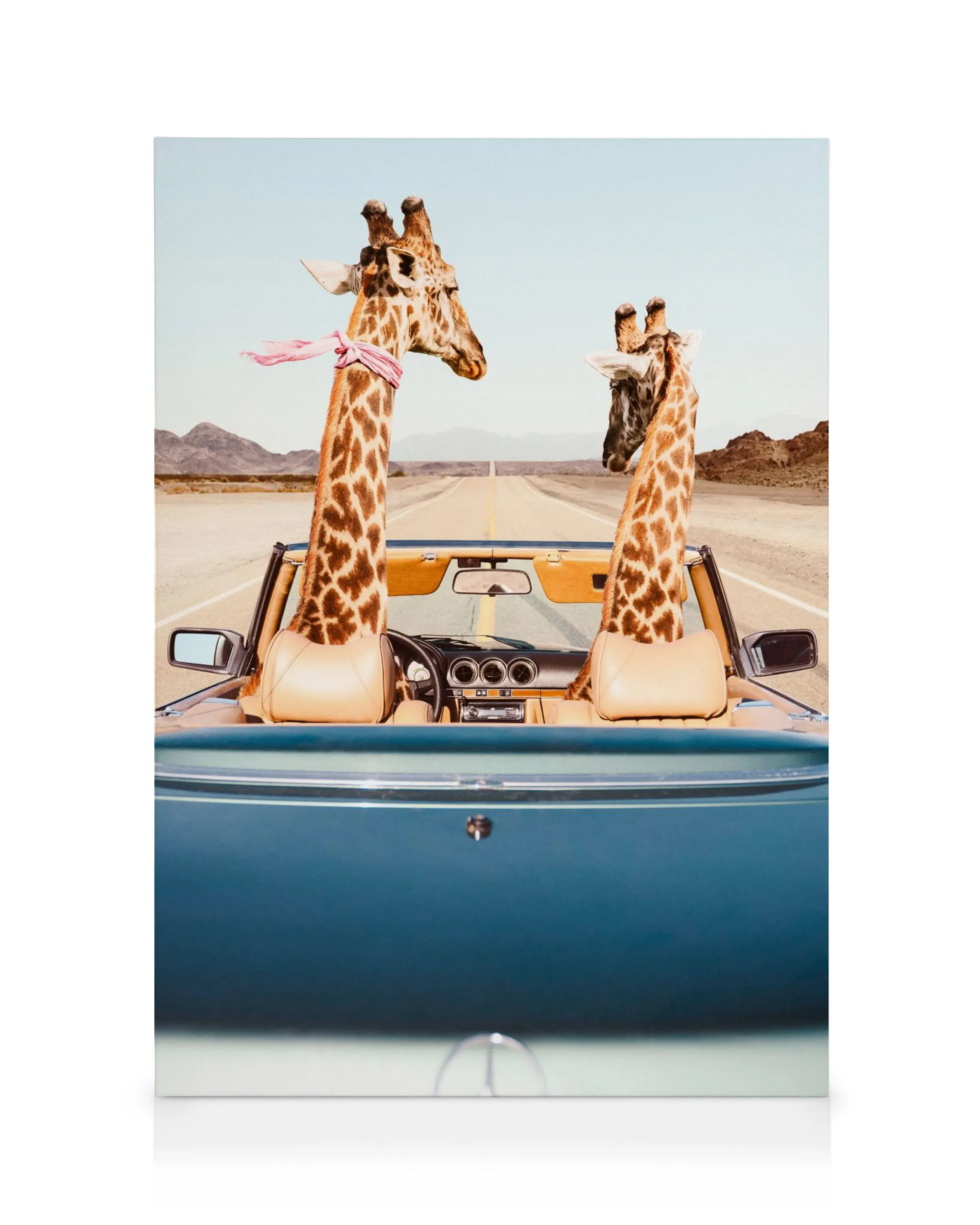 Stampa su tela umoristica con due giraffe in decappottabile blu su strada desertica, una con sciarpa rosa.