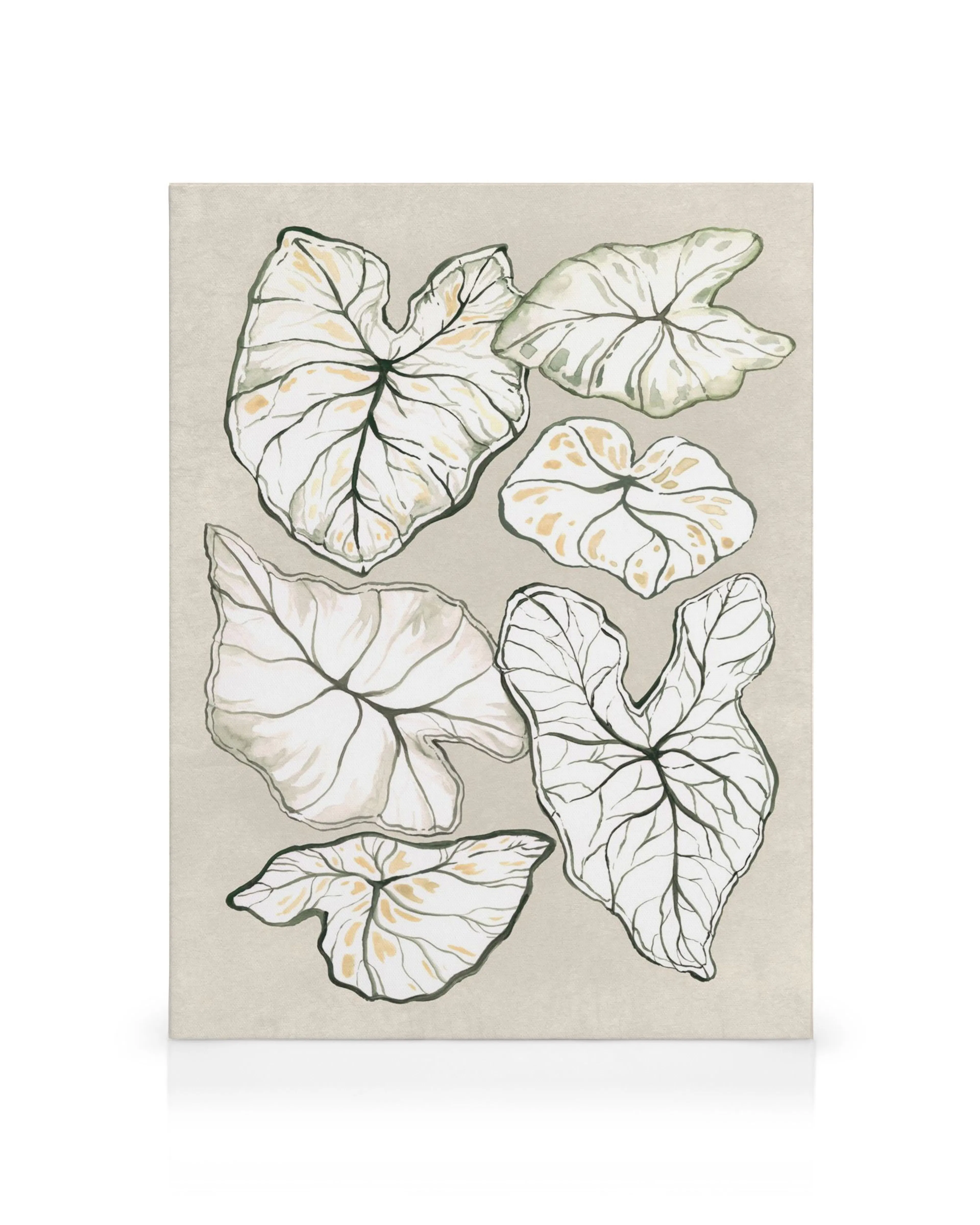 Caladium plant in beige and green hues on a canvas print, botanical wall art.