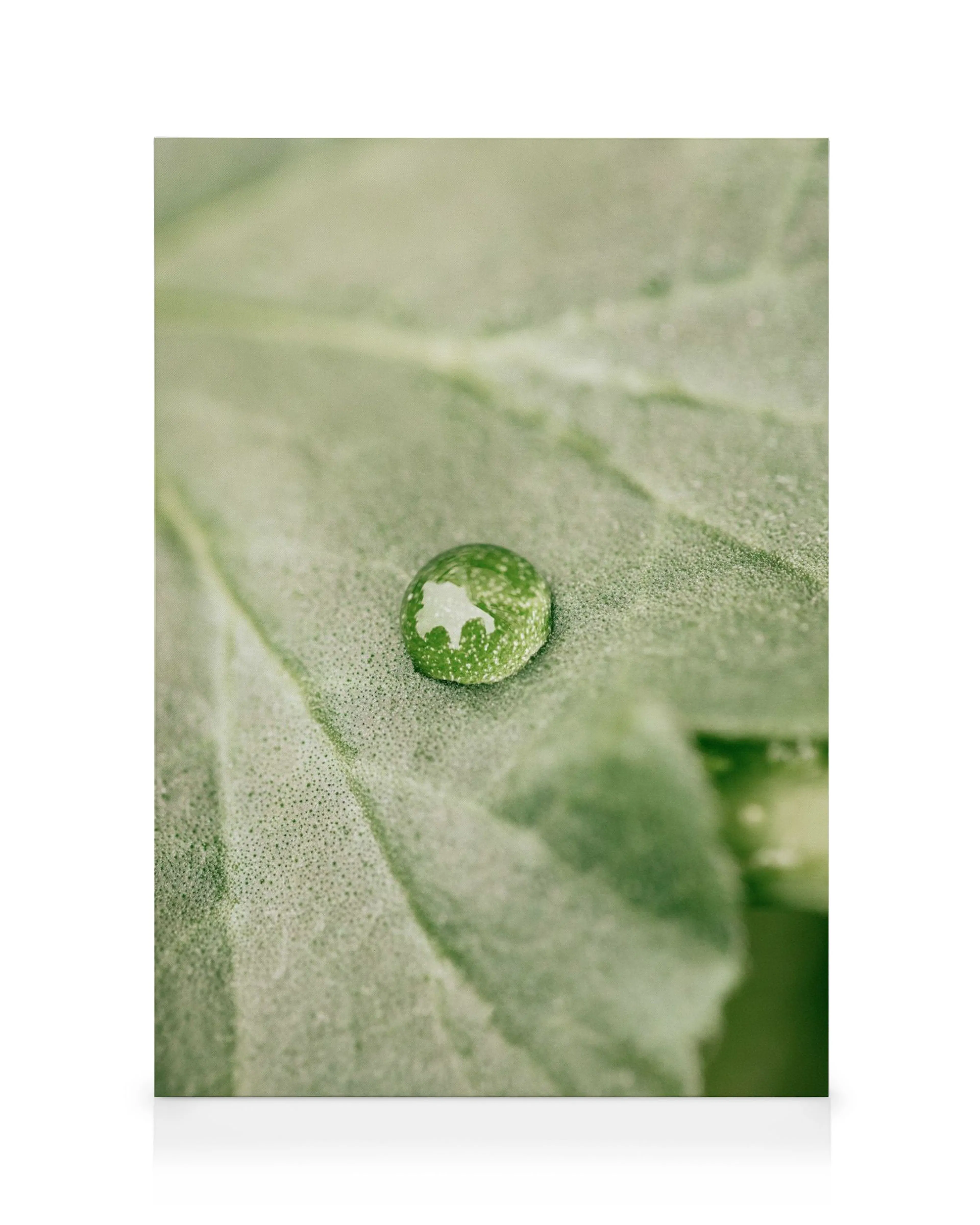 Primer plano de una hoja verde con gota de agua que refleja luz y patrones de hoja. Fotografía de naturaleza.
