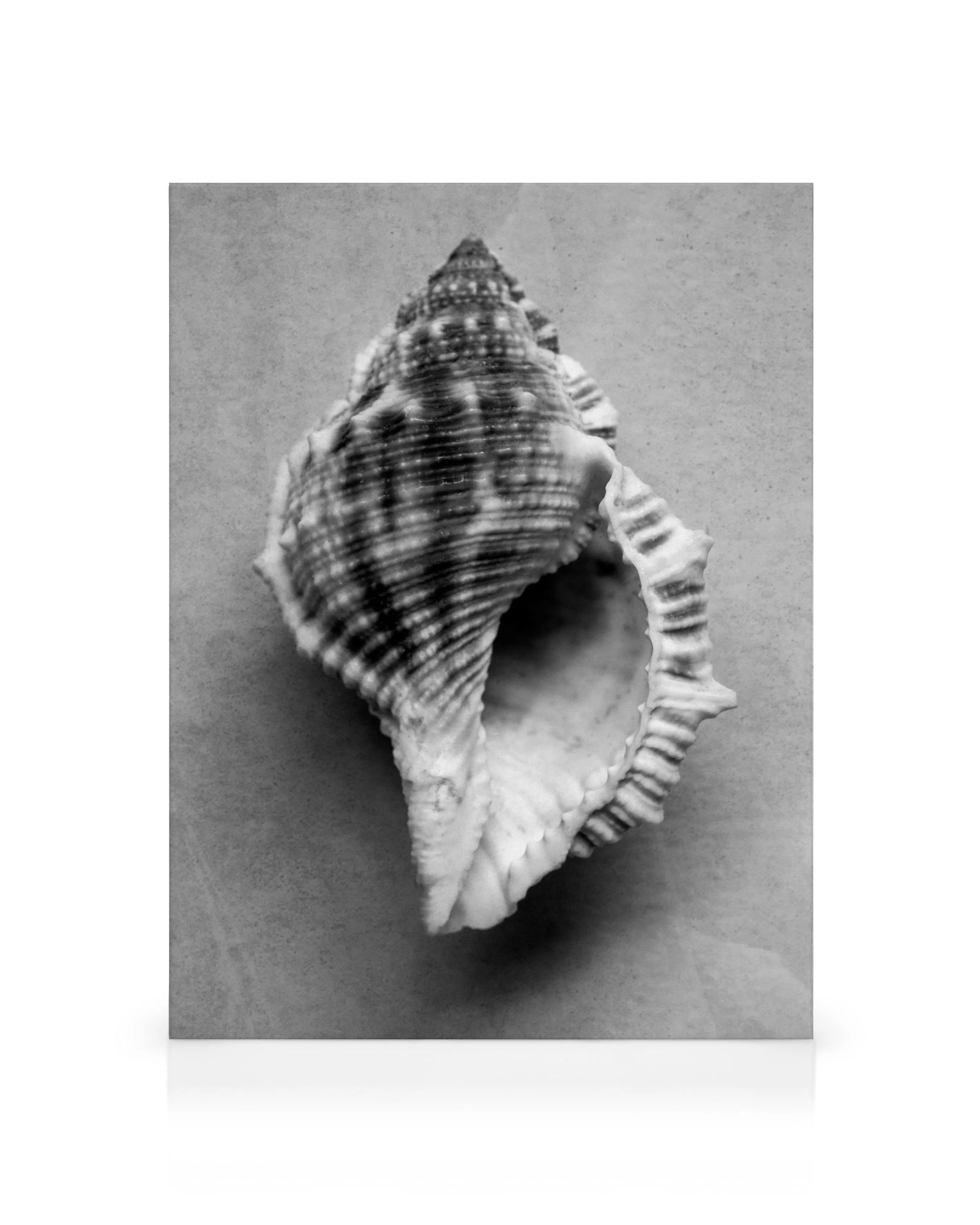 Zwart-witte schelp met puntige top en geribbelde textuur, vloeiende gebogen rand, kustdecoratie