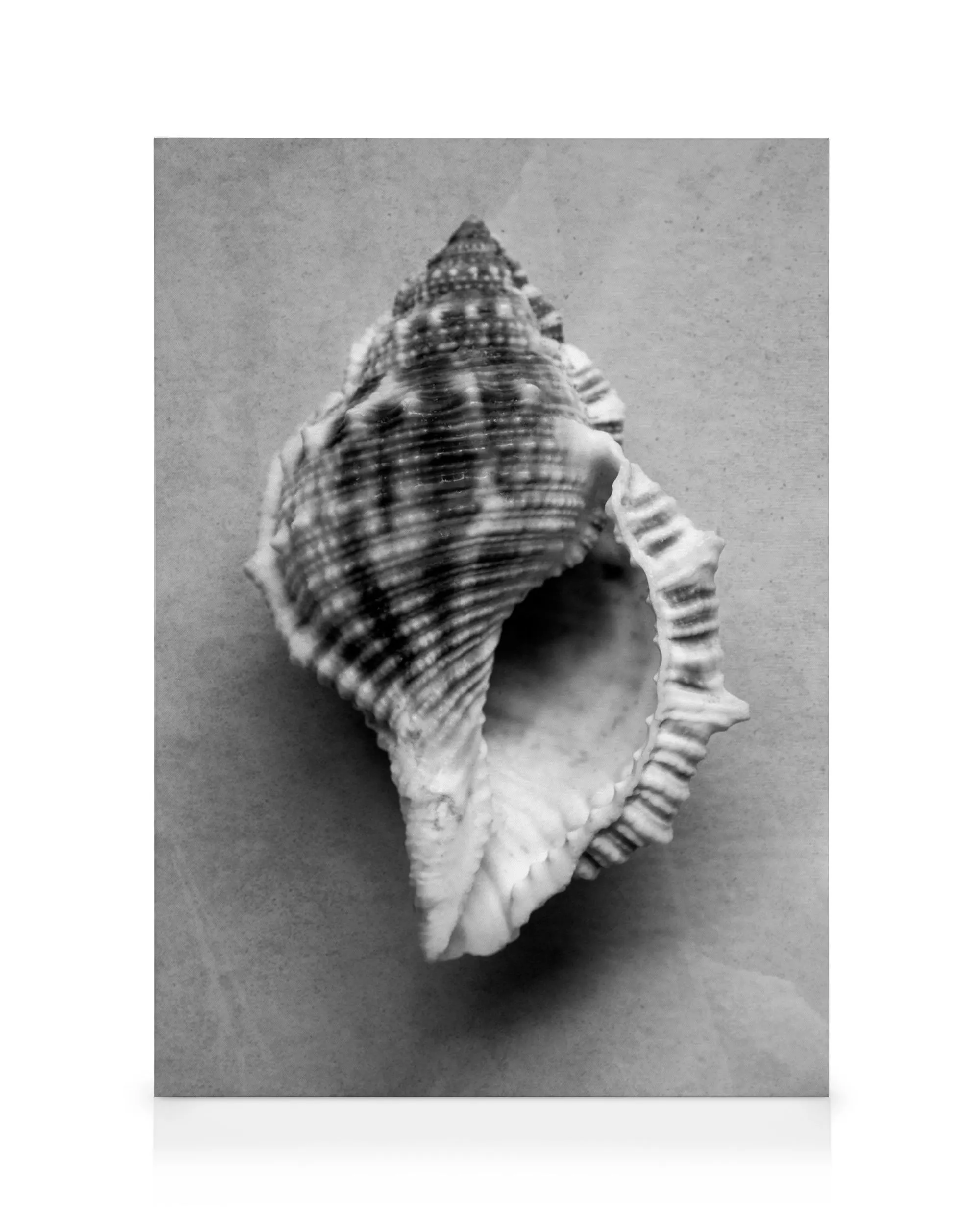 Monochrome seashell canvas print, a black and white close-up of a textured spiral shell, perfect for coastal decor.