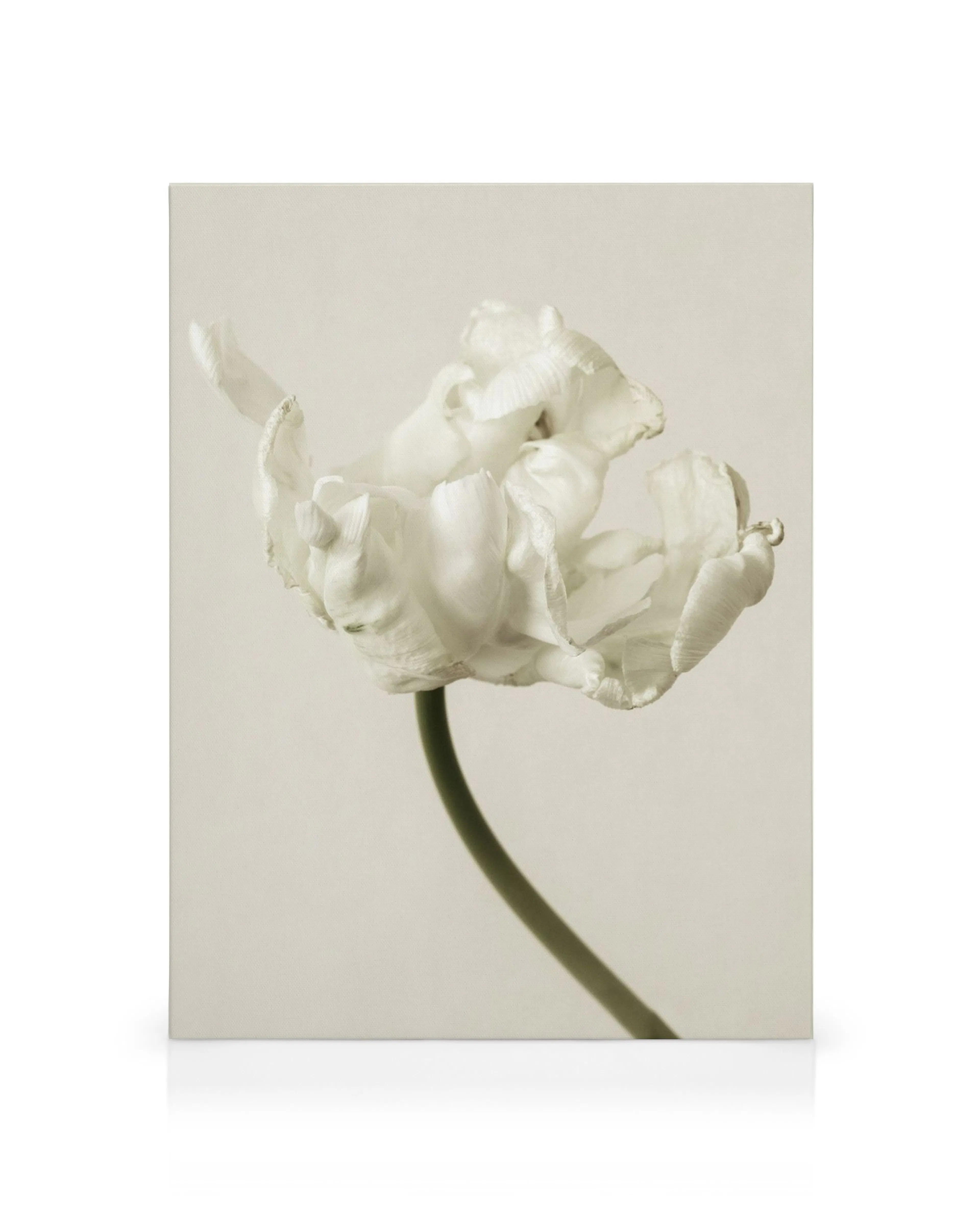 Lienzo de flor blanca con pétalos rizados y tallo curvado sobre fondo beige