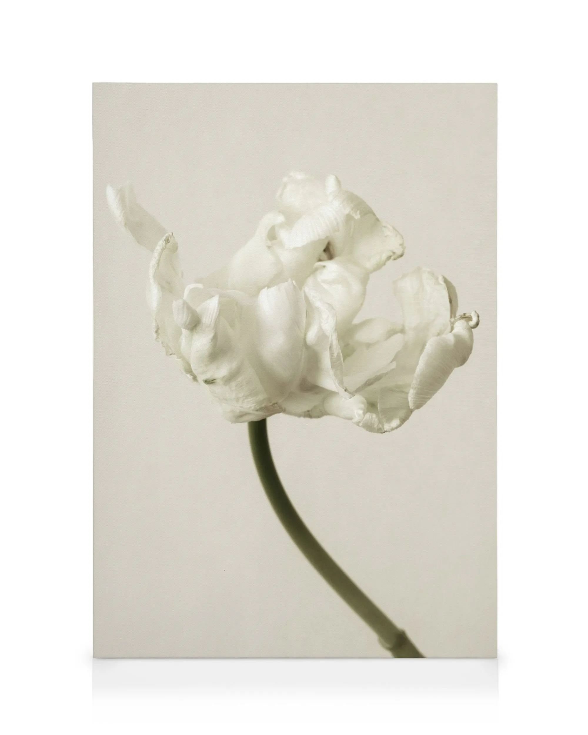 Leinwandbild mit weißer, zarter Tulpe und geschwungenem Stiel vor hellem Hintergrund, Kunstwerk Natur.