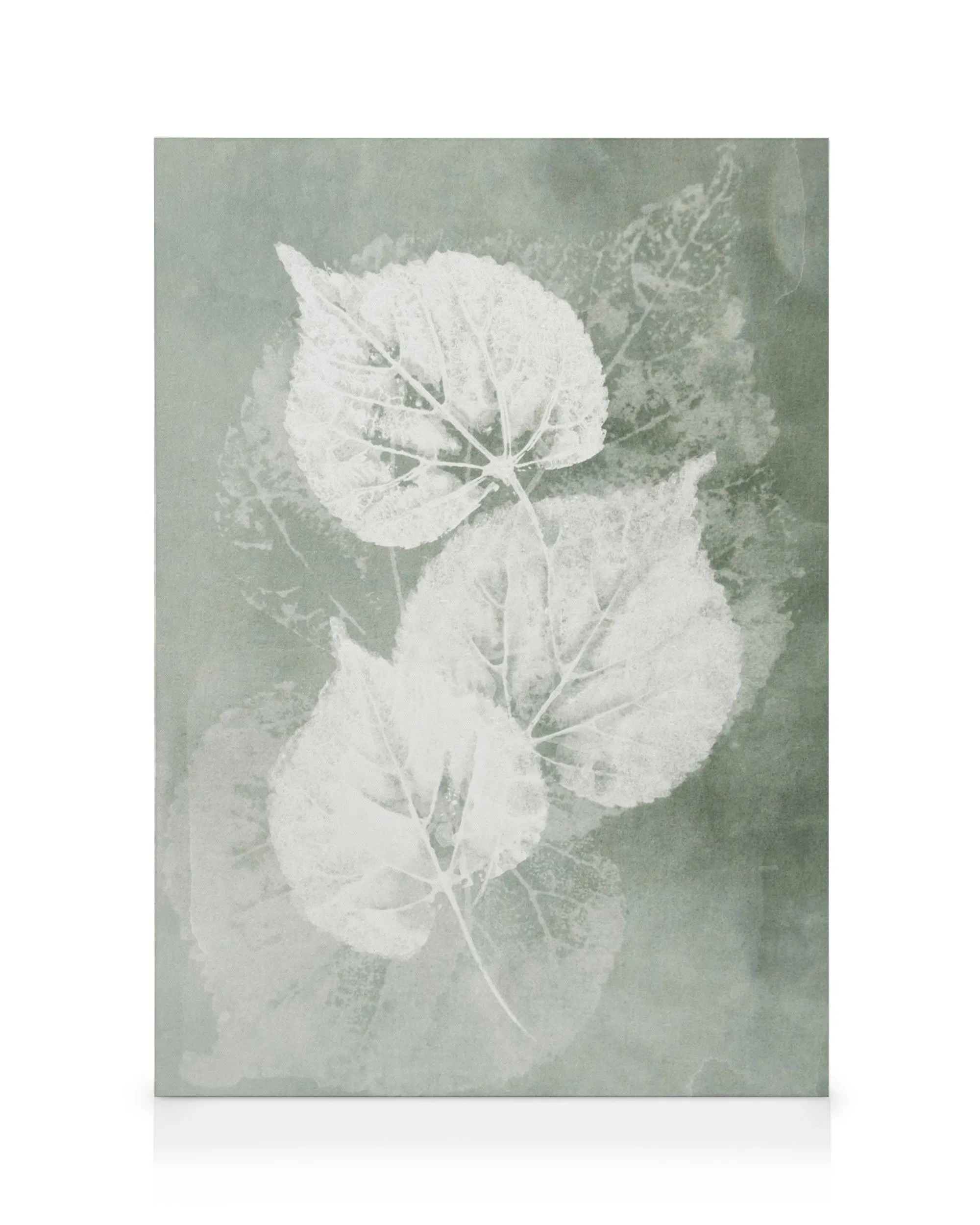 Pressed leaves canvas print, close-up of delicate botanical art, natural green and brown tones, detailed plant illustration.