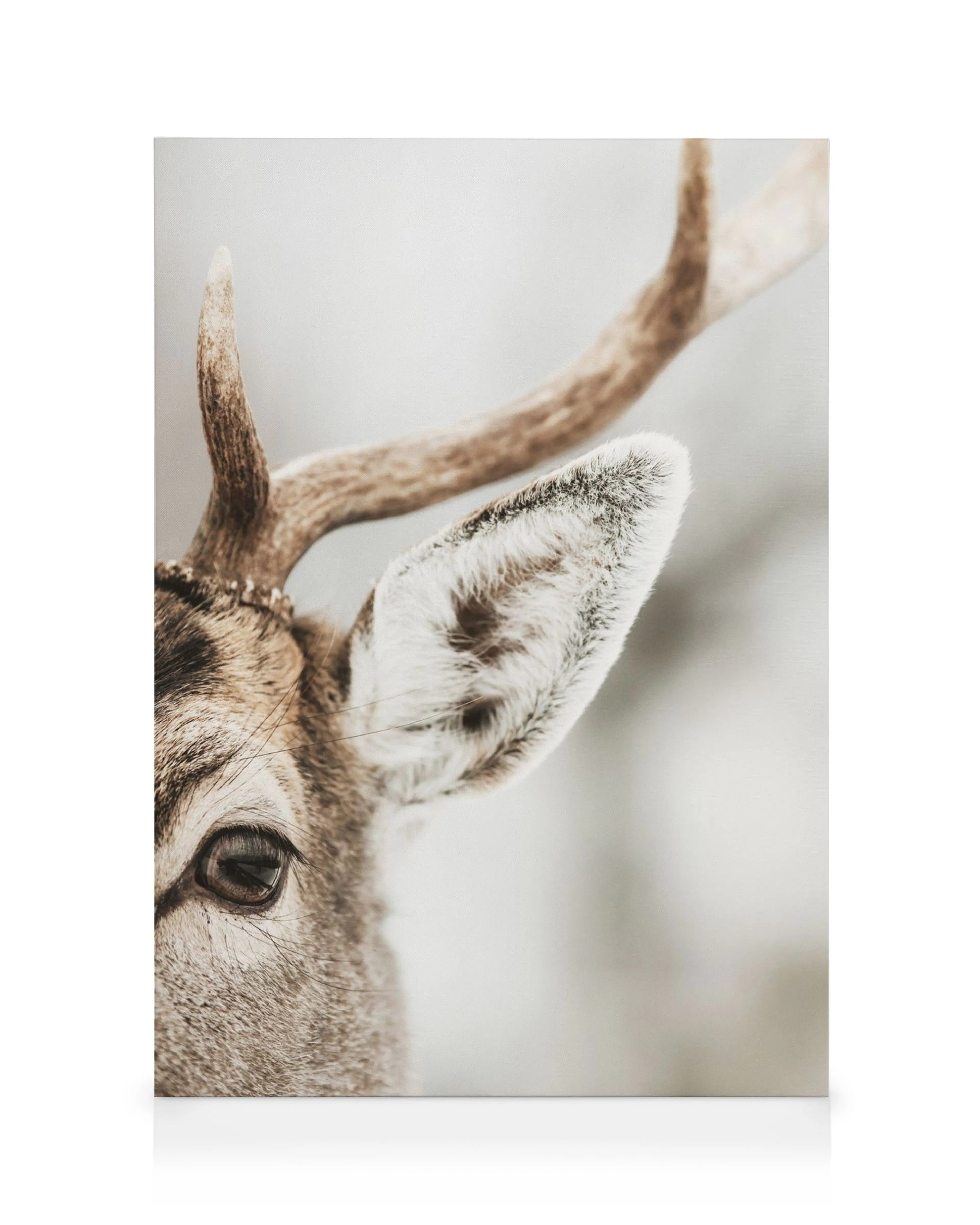 Close-up reindeer canvas art, showcasing the animals eye, ear, and antler in warm natural tones.