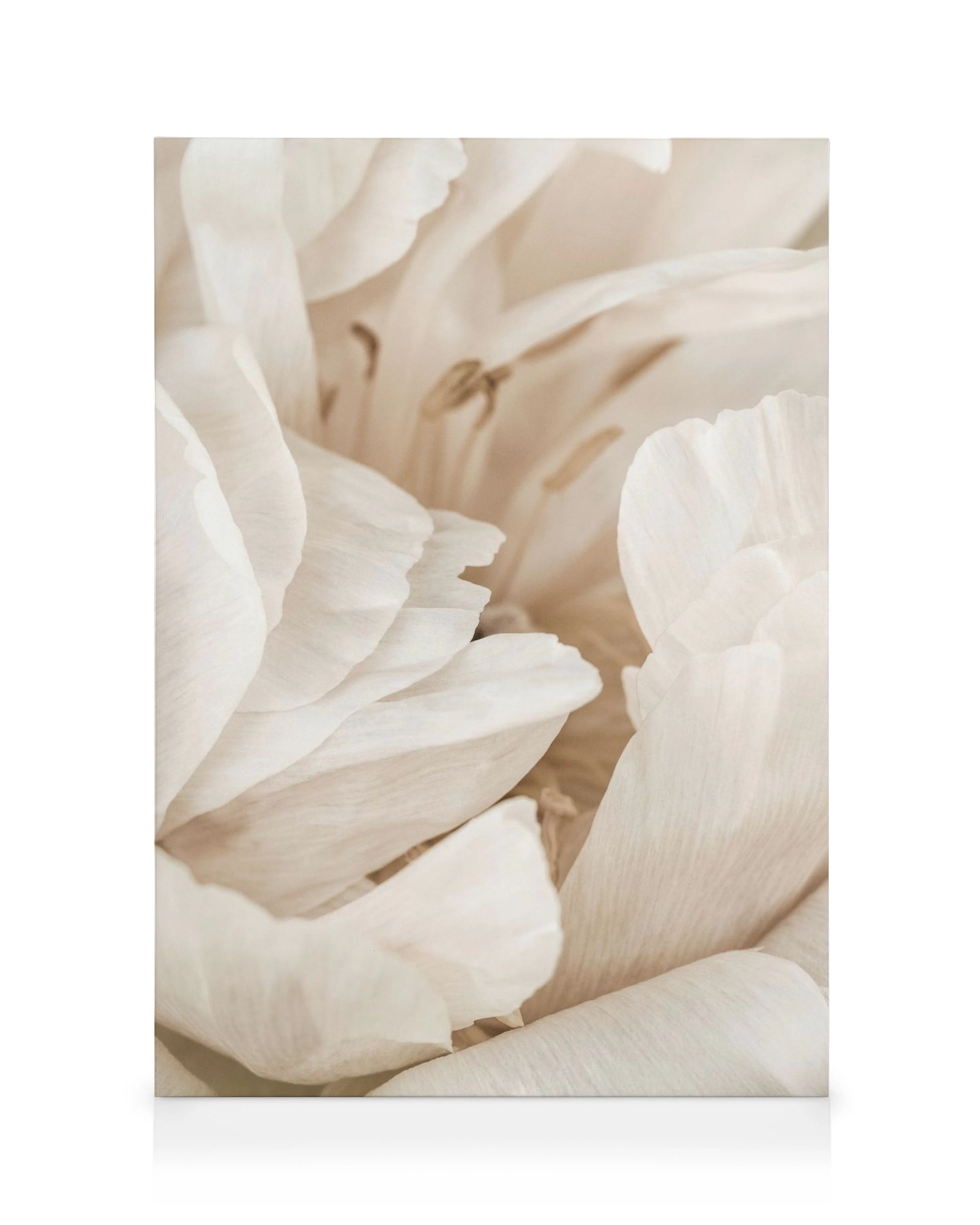 Soft beige peony close-up with delicate petals, a floral canvas print for elegant interiors.