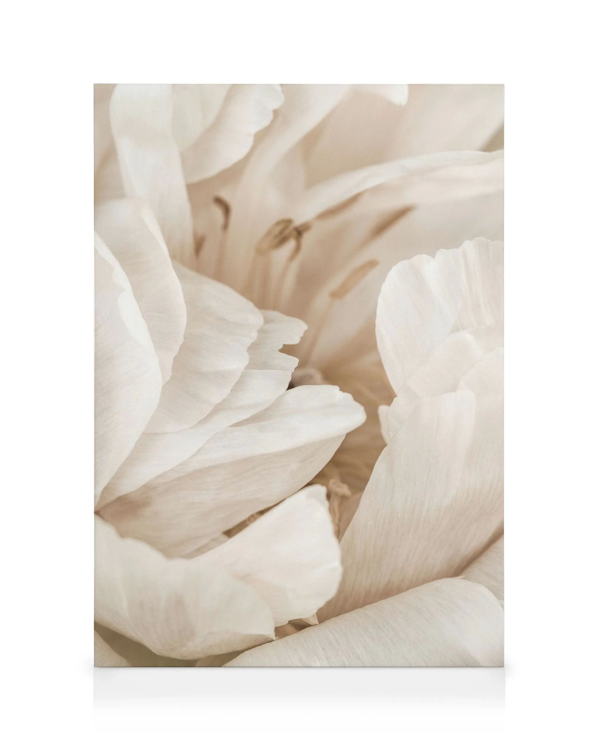 Nahaufnahme einer cremeweißen Blüte mit zarten, weichen Blütenblättern und einem Hauch von Beige im Hintergrund.
