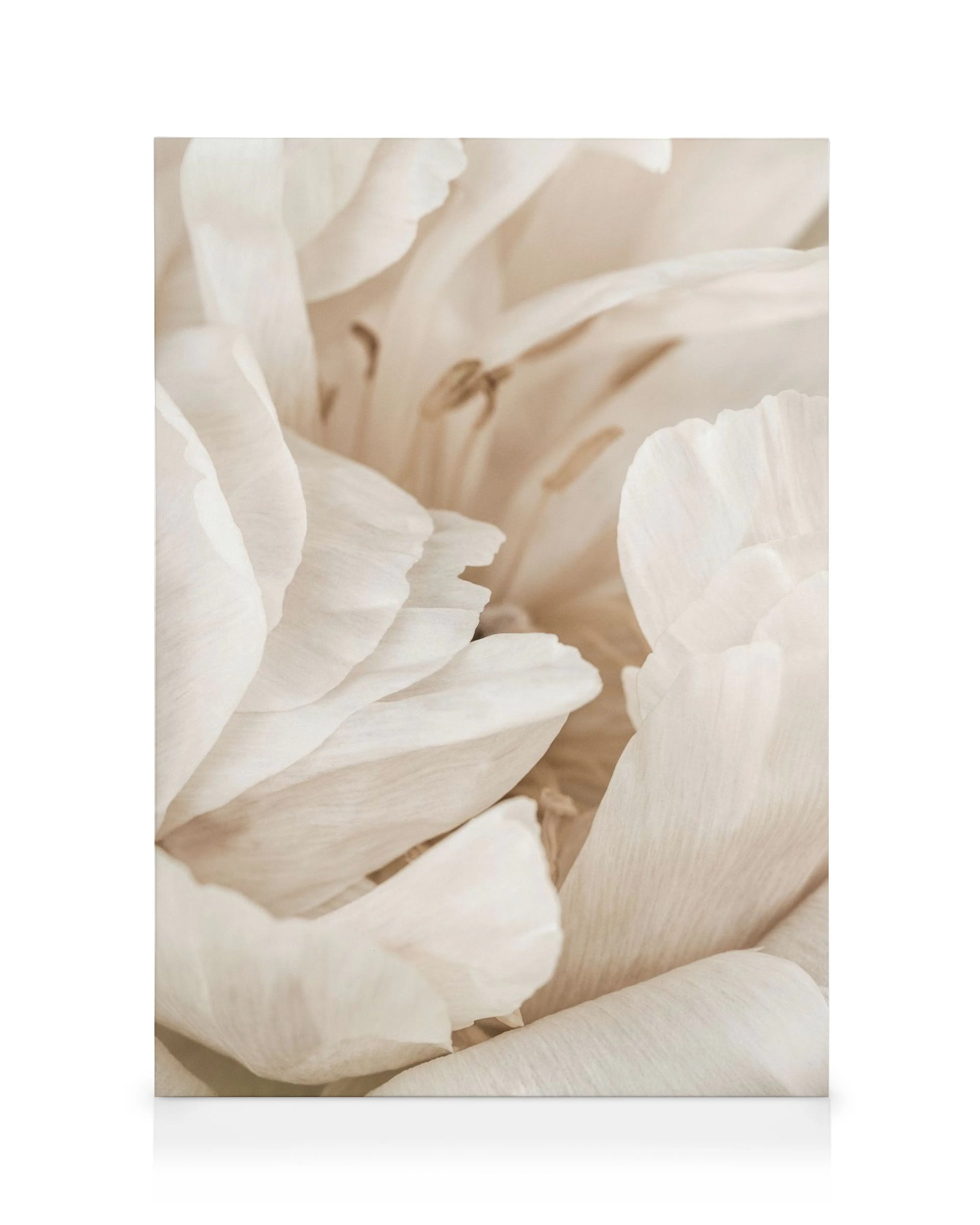 Toile de pivoines roses doux, pétales superposés en vue rapprochée