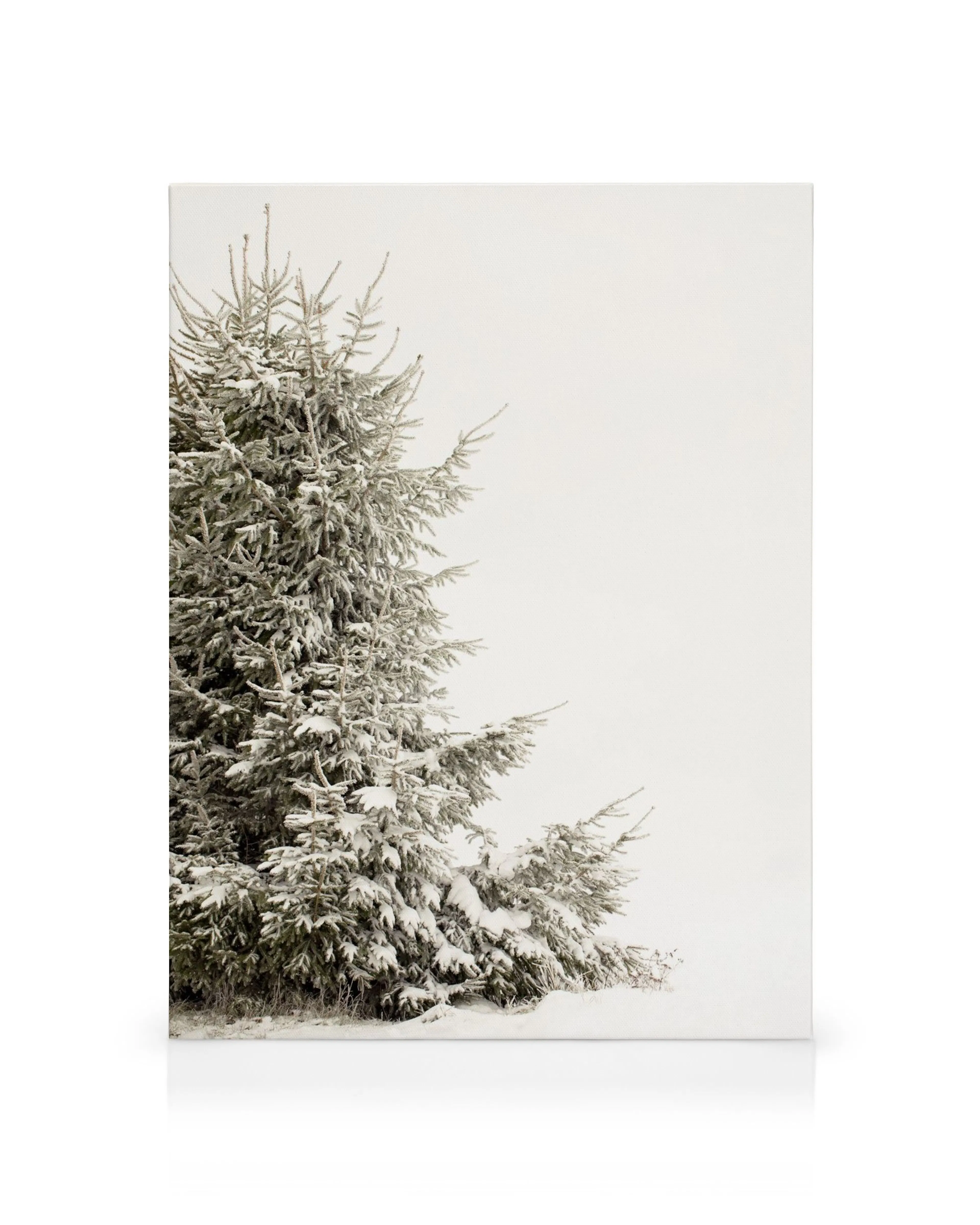 Vinterlandskap med snötäckta barrträd mot en blek himmel, en lugn naturscen.