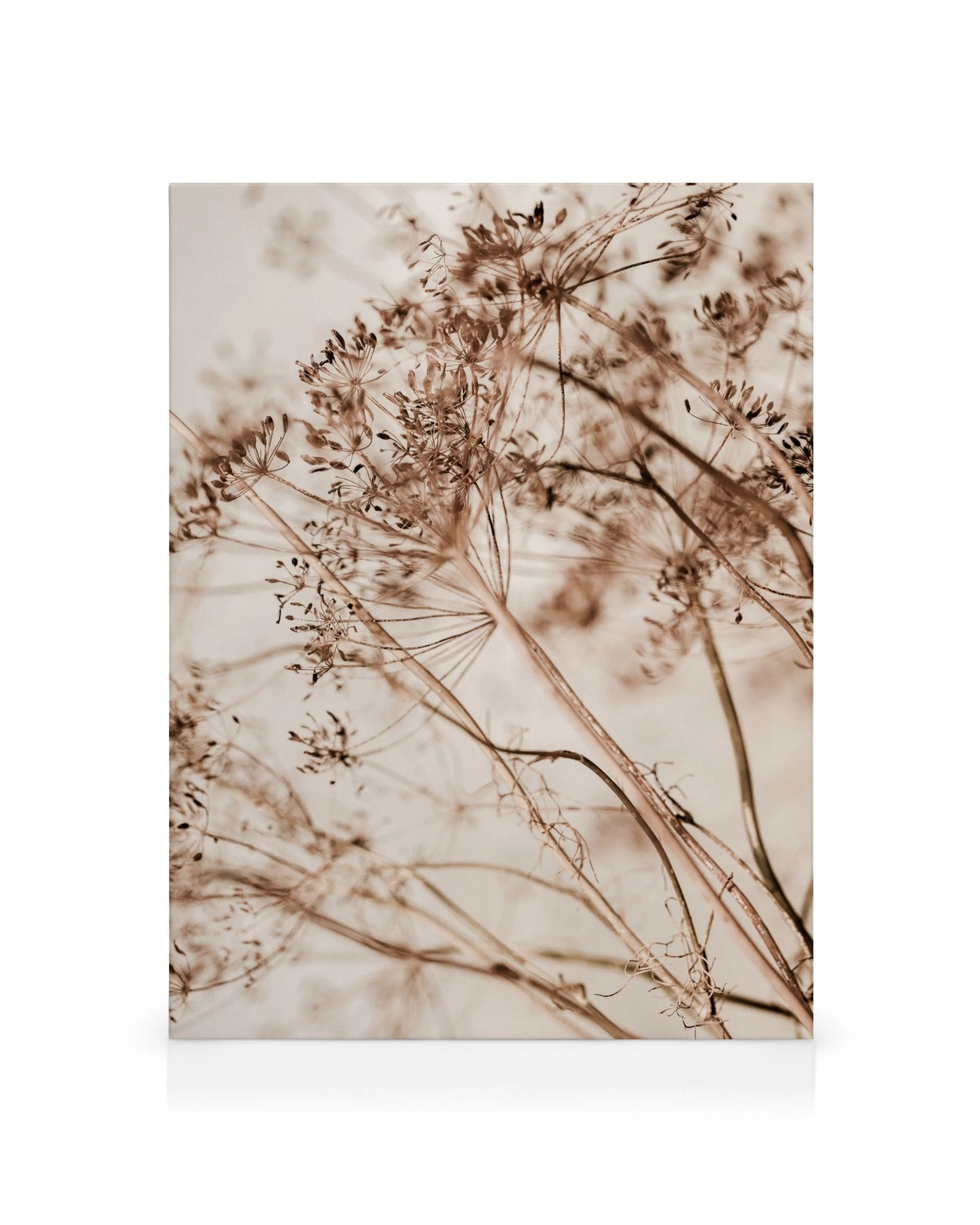 Lienzo de plantas secas en tonos sepia vintage, con tallos delicados y cabezas de semillas, creando arte botánico rústico.