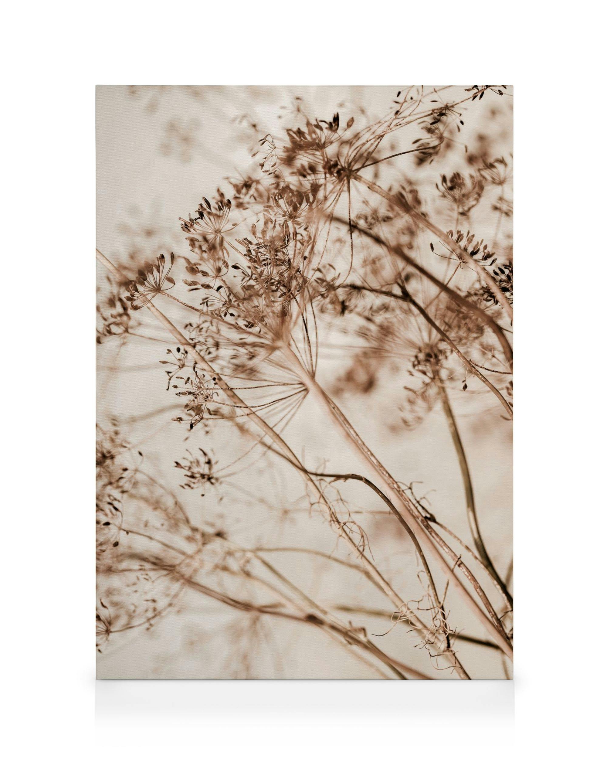 Canvas Prints Dried Flourish Canvas print (30x40 cm - Oak Frame)