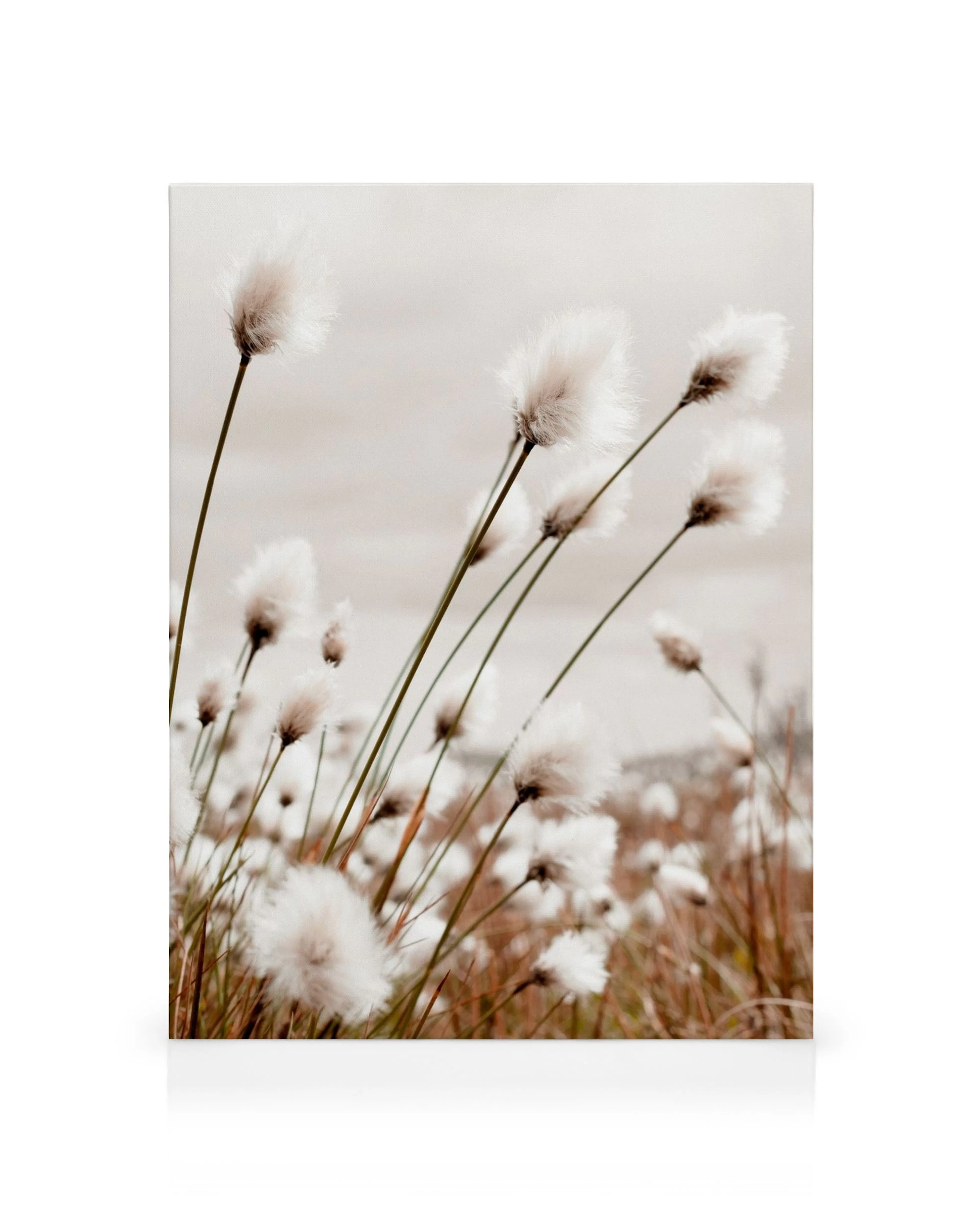 Moody Cottongrass canvas print: a field of fluffy white cottongrass plants with wispy stems against a muted sky.