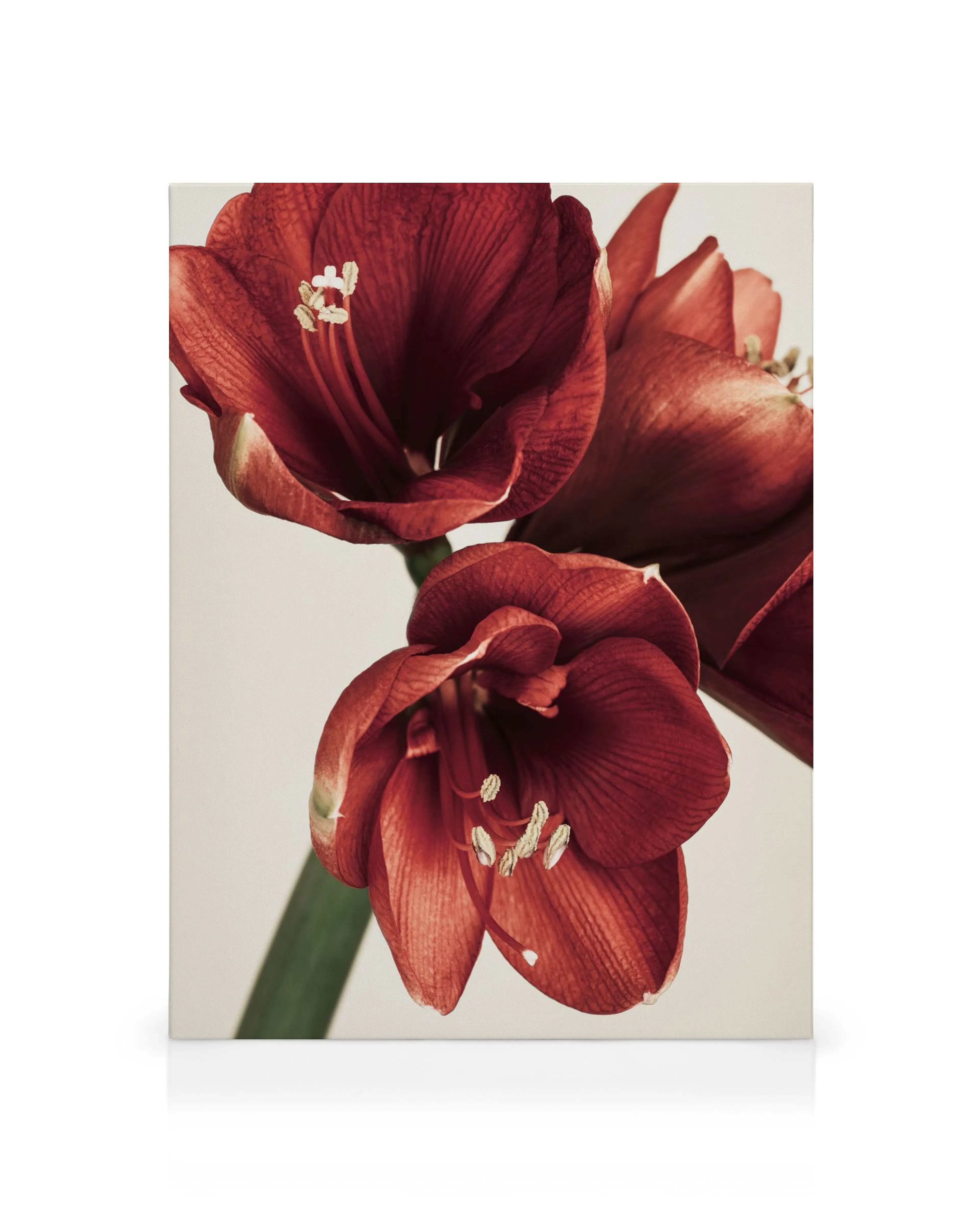 Lienzo Amaryllis en Rojo: Primer plano de dos flores de amarilis rojas con estambres blancos y hojas verdes sobre fondo claro.