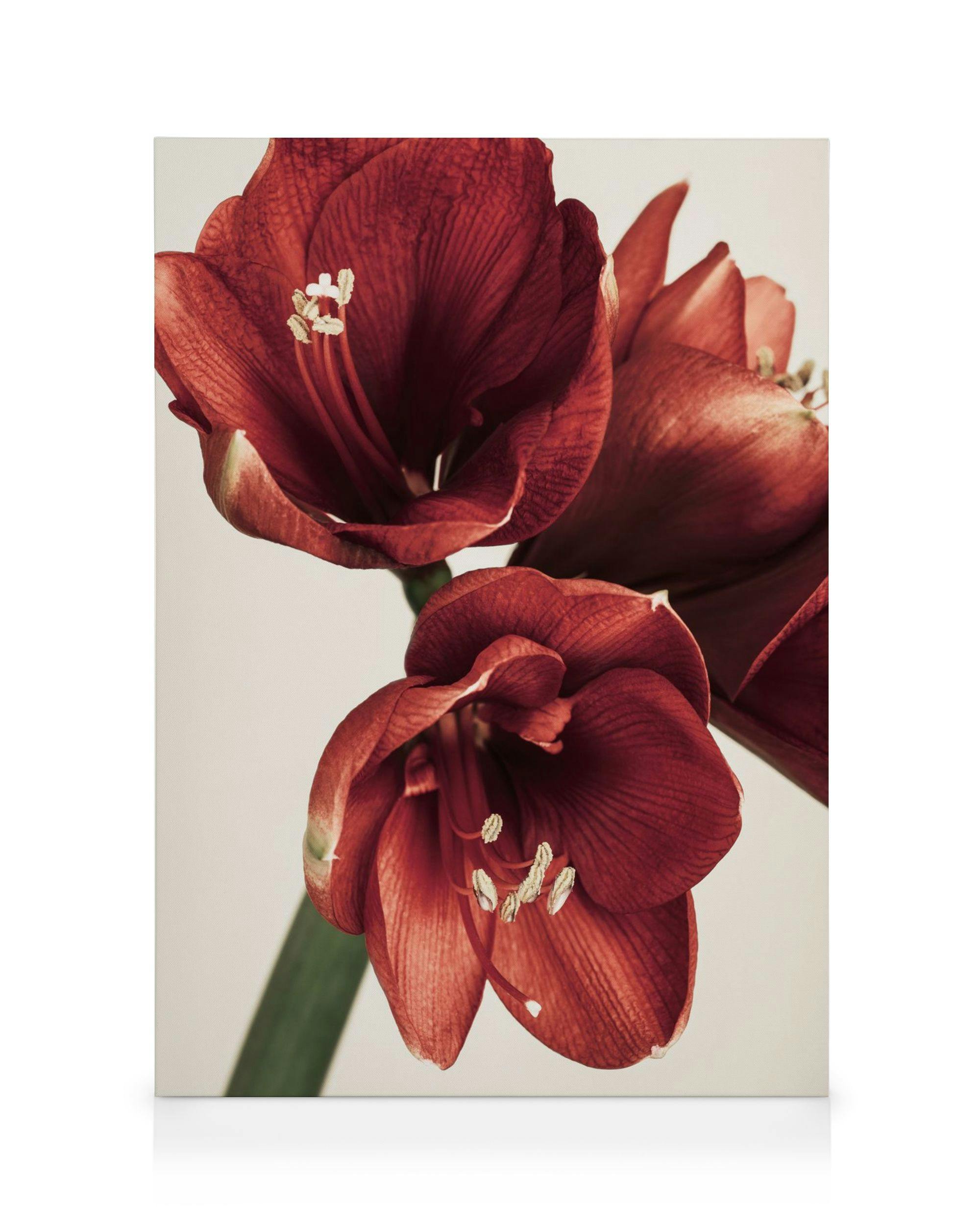 Amaryllis in Red Toile (30x40 cm - Cadre noir) - Toiles par Desenio
