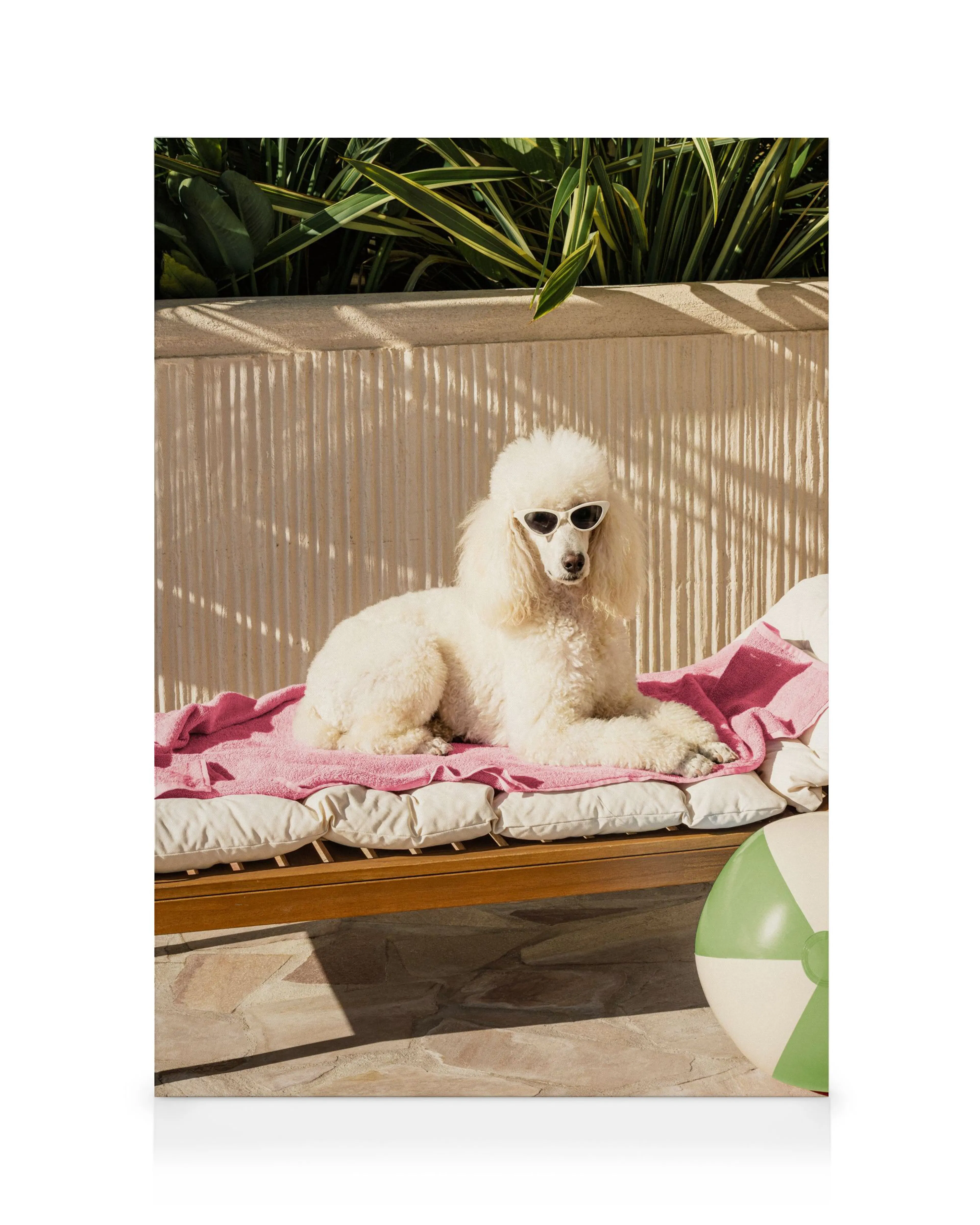 Poolside Pup Obraz na plátně 0
