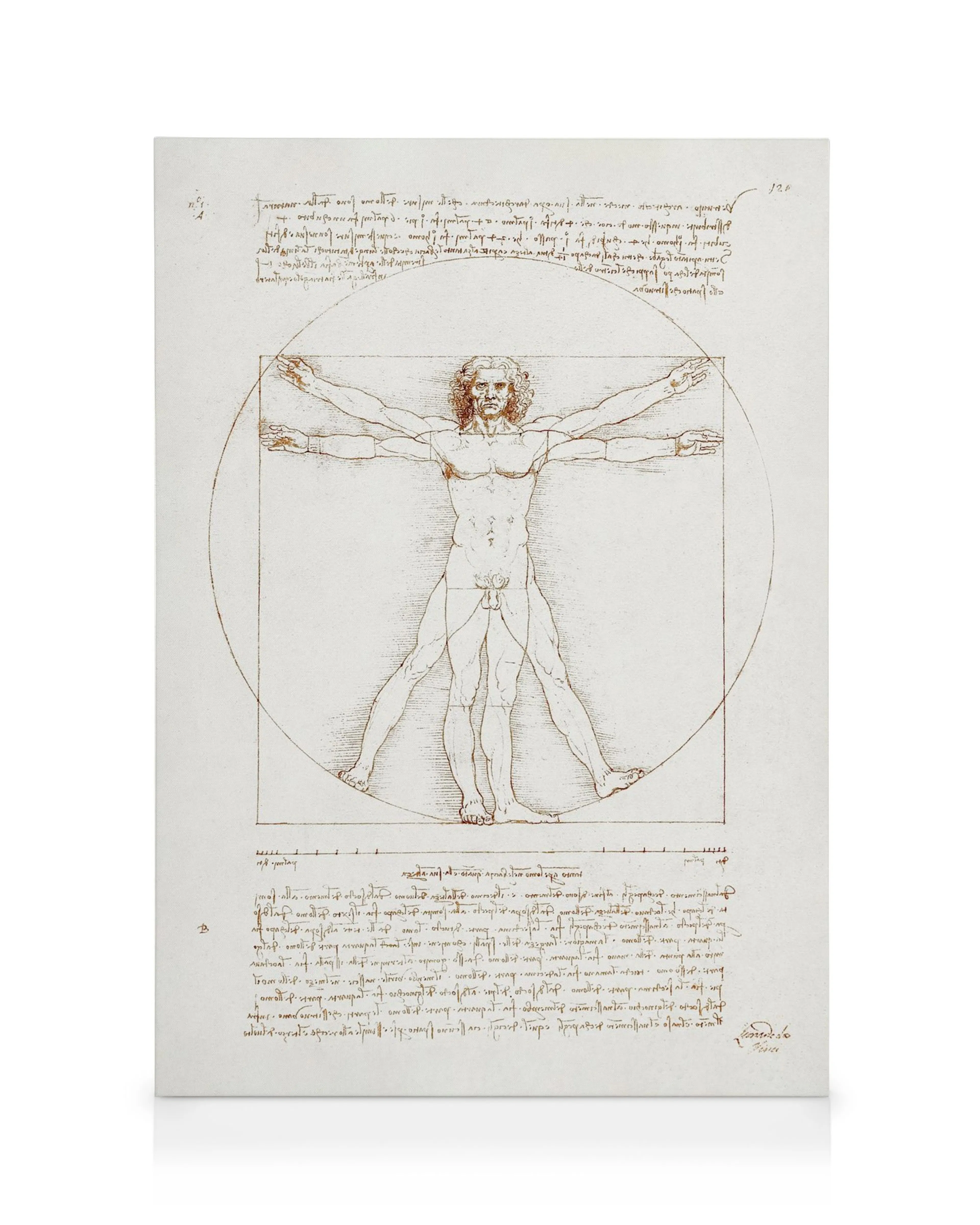 Leonardo Da Vincis Vitruvianischer Mann, eine detaillierte Zeichnung einer männlichen Figur auf gealtertem Papier in Braun- und 