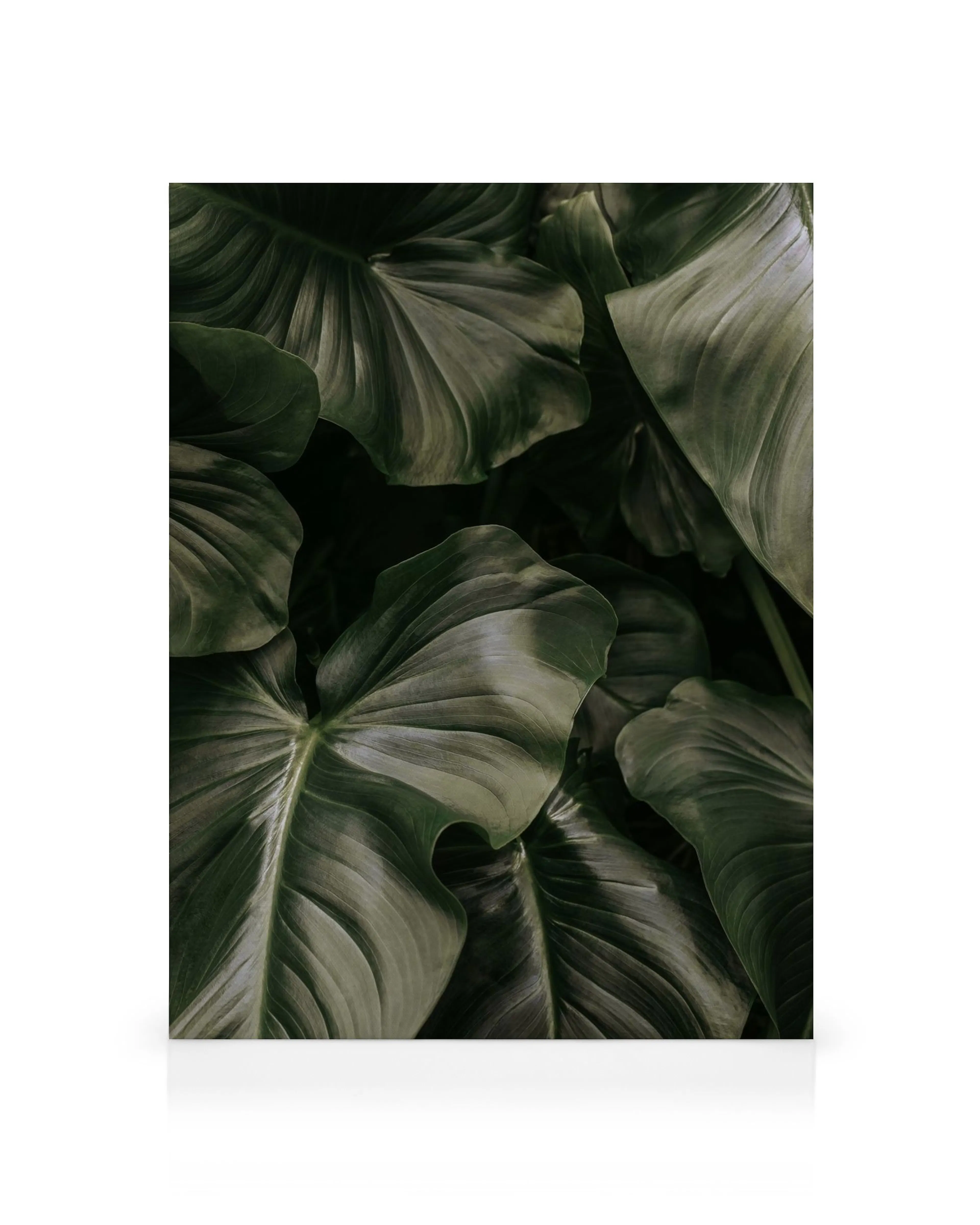 Quadro em tela com folhas tropicais verdes escuras, textura orgânica e veias visíveis, para decoração natural.