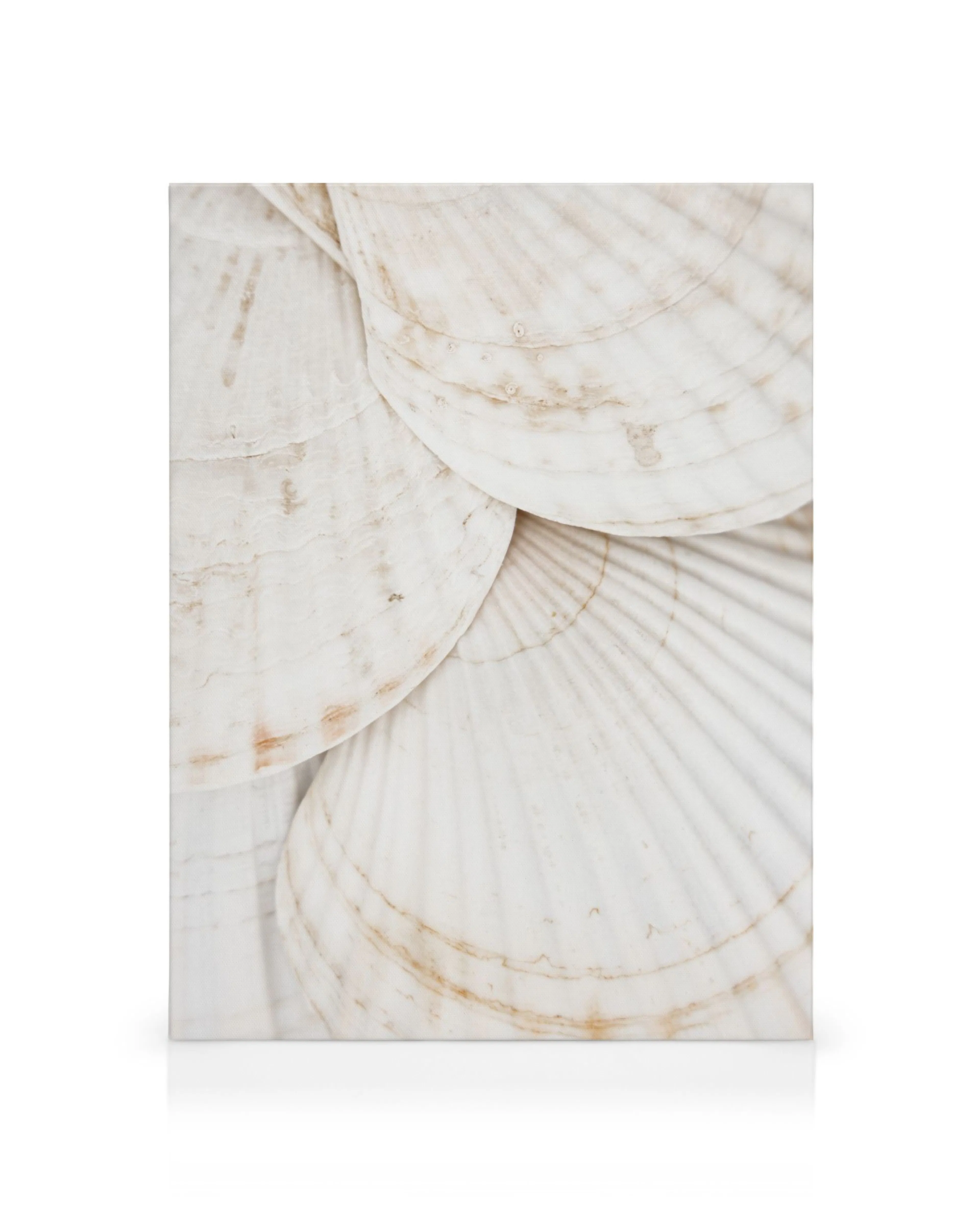 Toile de coquillages blancs superposés avec courbes complexes, lignes et motifs bruns subtils sur fond pâle, art mural.