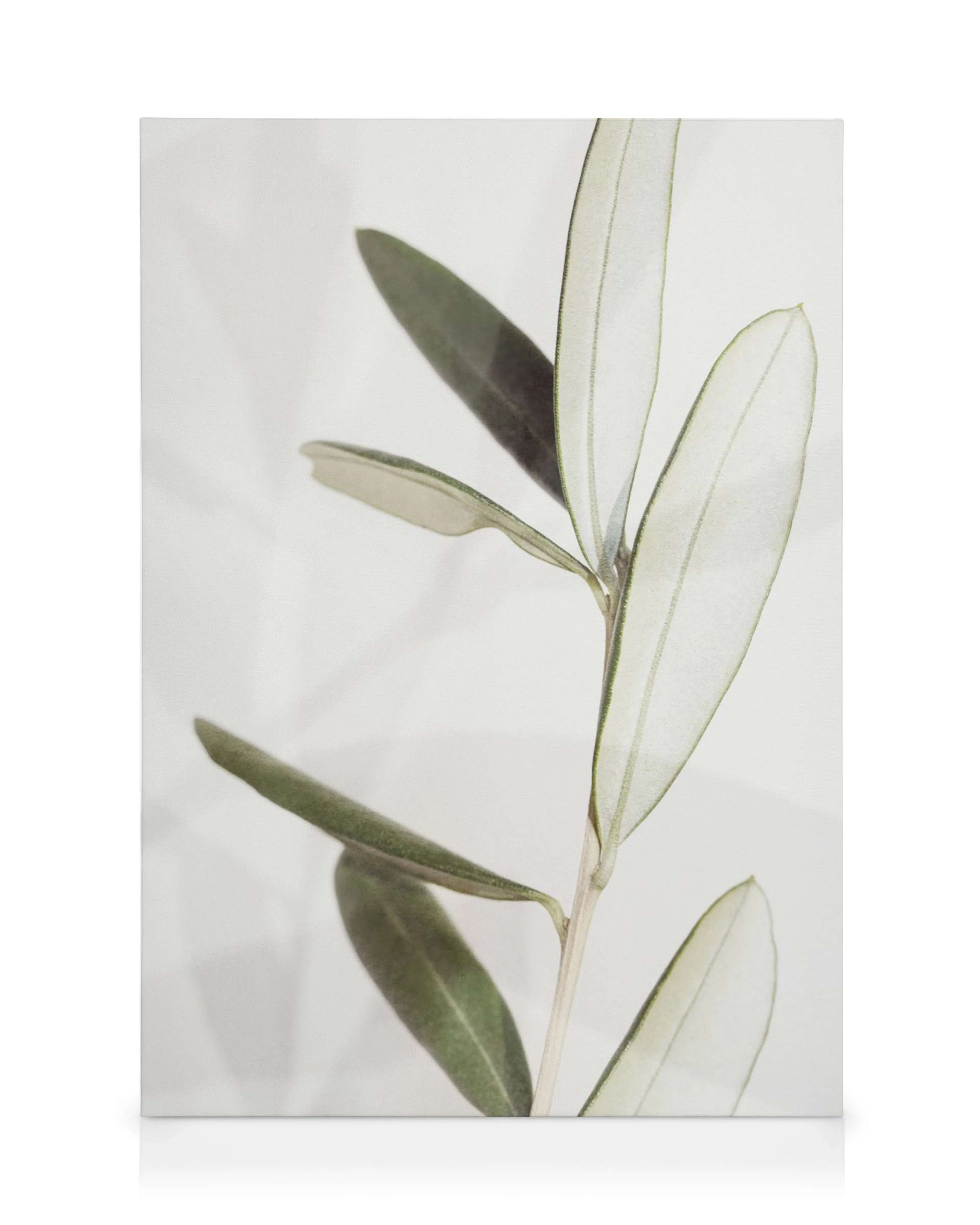 Lienzo botánico con rama de olivo en tonos verdes y fondo blanco neutro, ideal para decoración de interiores.
