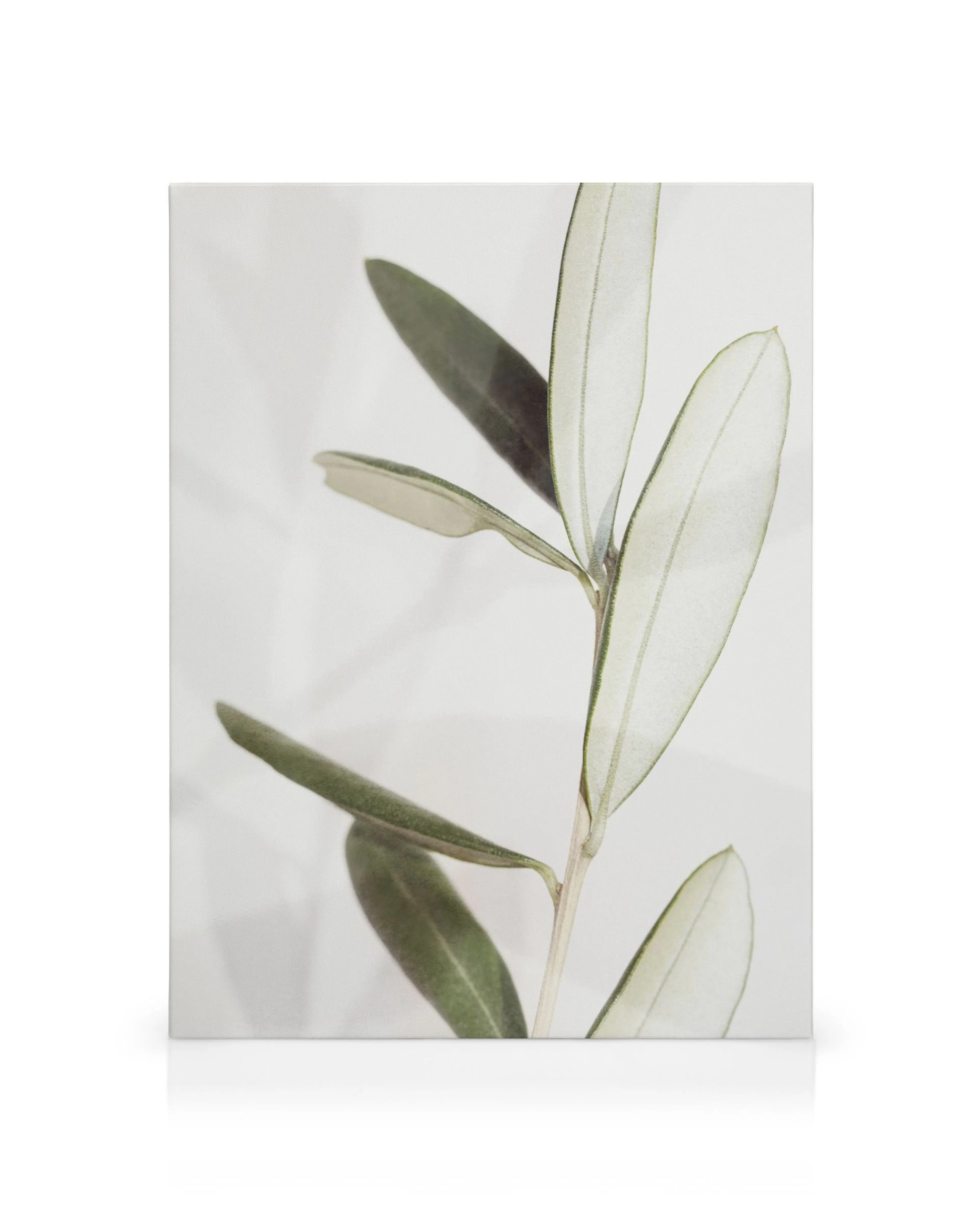 Lienzo Olivo con hojas verdes en una rama marrón sobre fondo blanco y gris. Arte botánico, decoración del hogar.