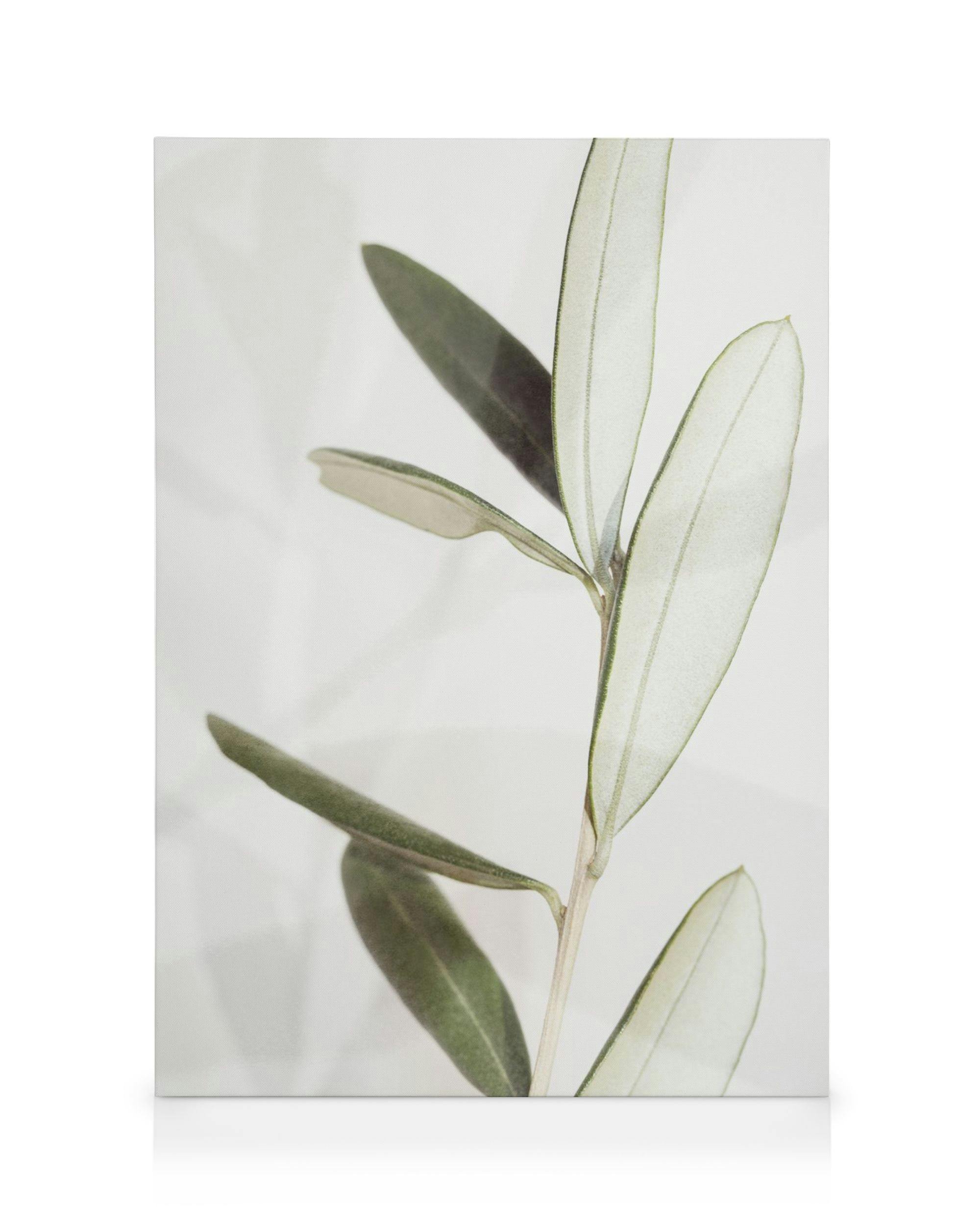 Olive Toile (30x40 cm - Cadre de chêne)  Plantes vertes