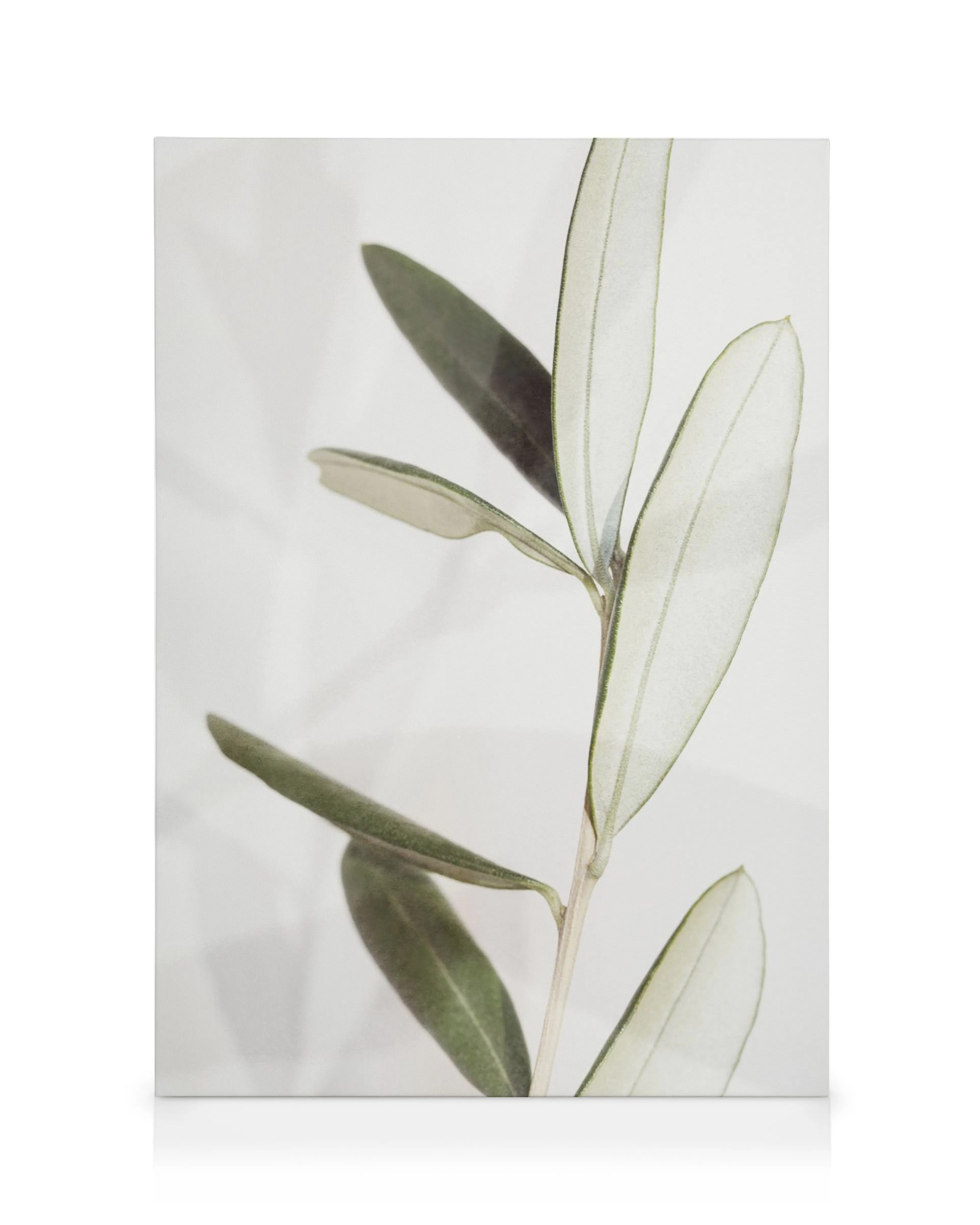Toile Olive avec feuilles vertes sur branche, fond blanc et gris, style botanique