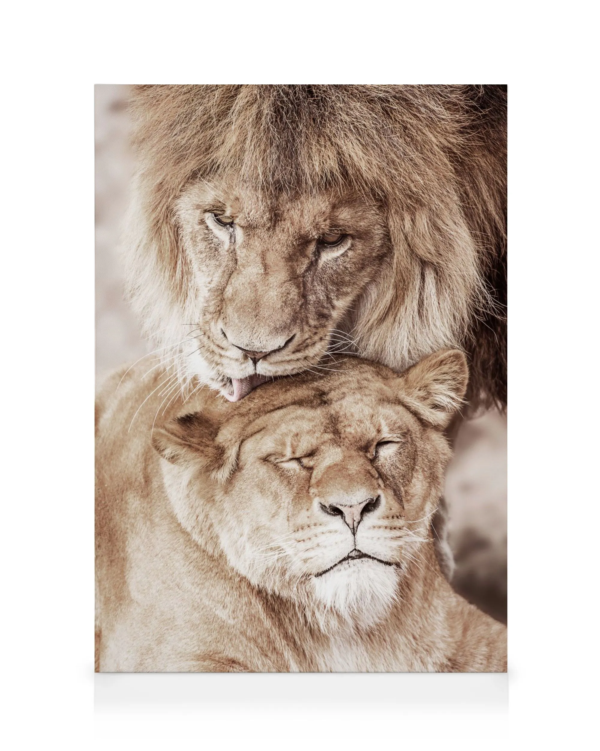 Stampa su tela due leoni, maschio e femmina, che si puliscono a vicenda, simboleggiando amore e famiglia.