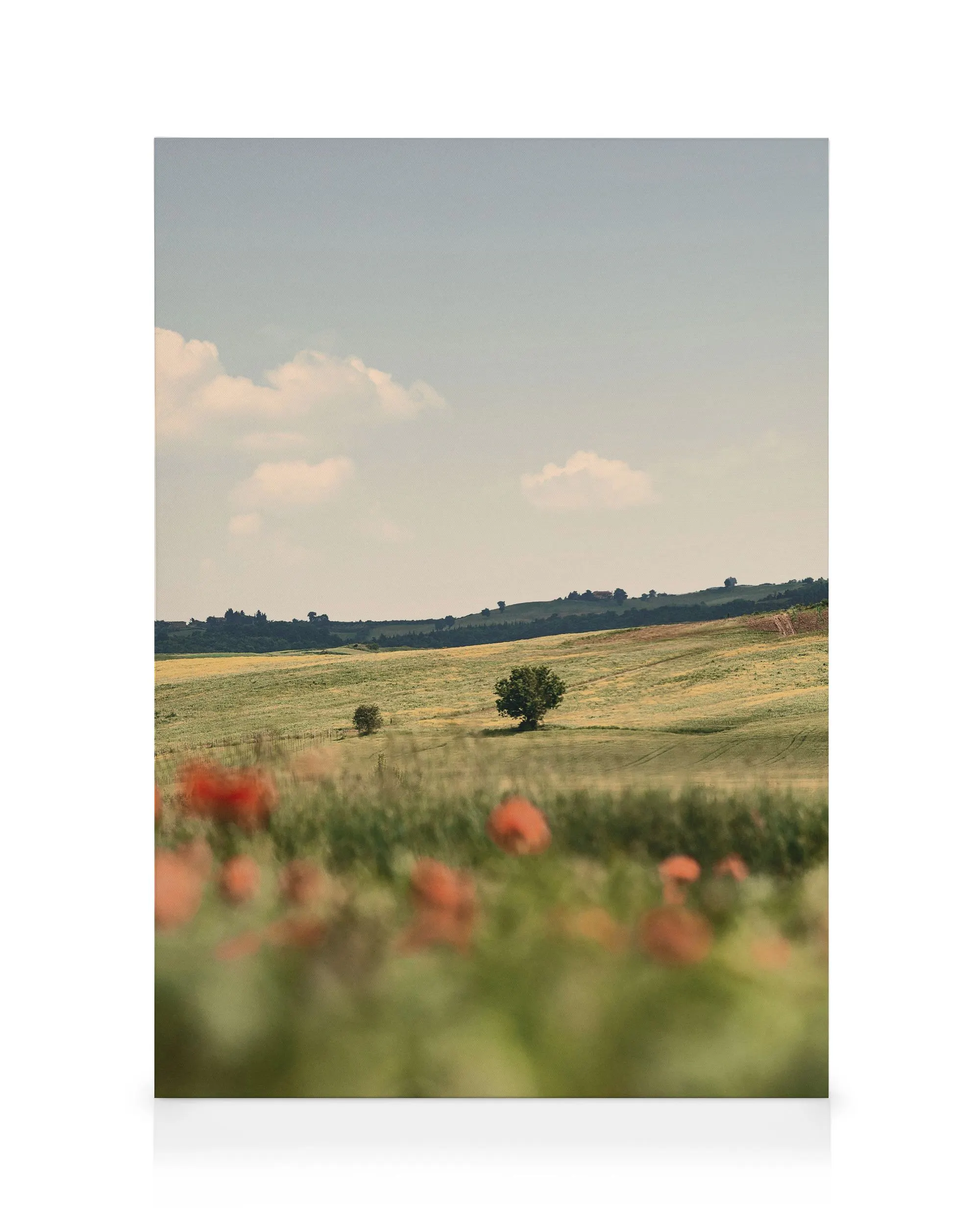 Tuscan Poppies No2 Tela 0