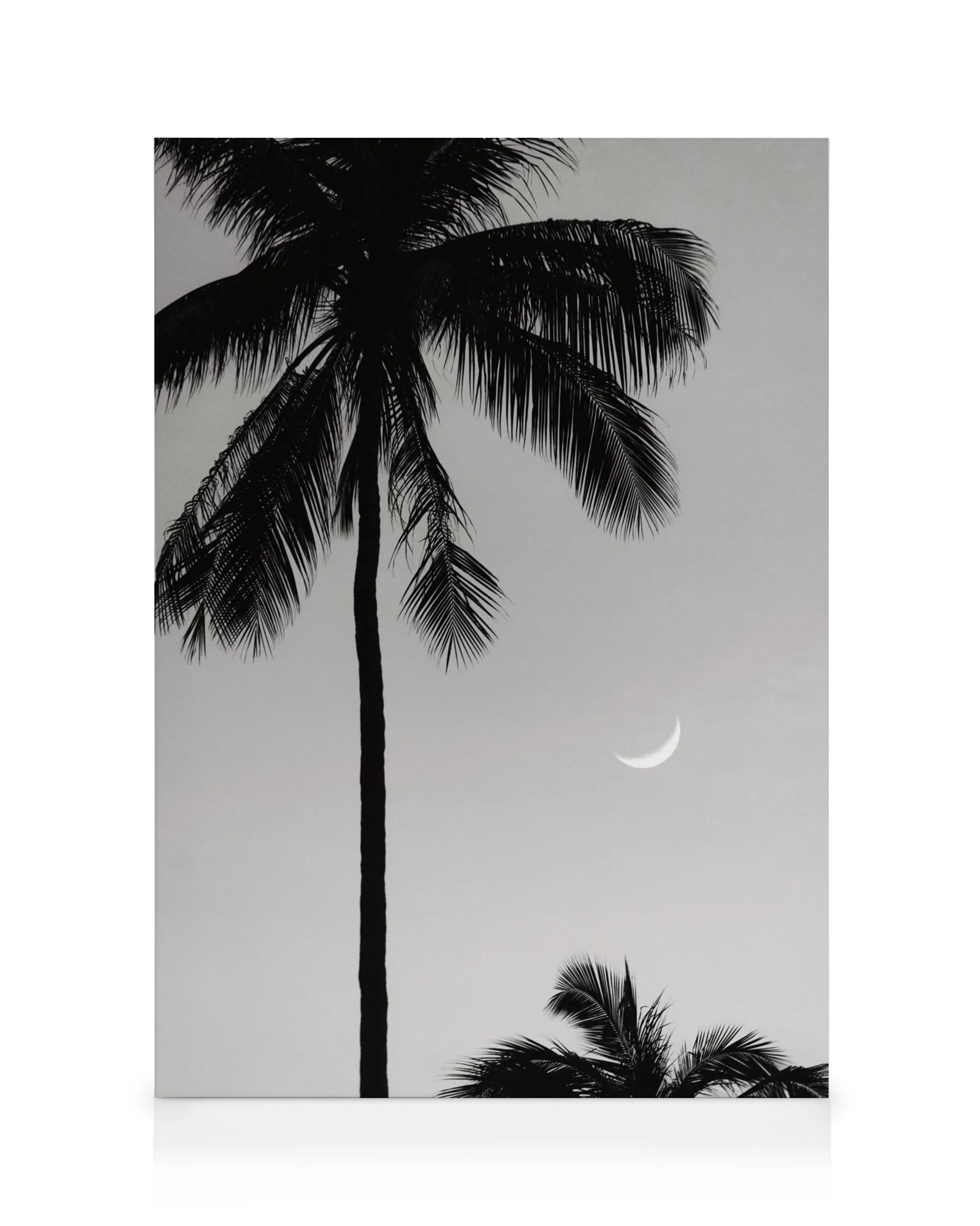 Lienzo monocromático de una palmera con la luna creciente en el cielo claro.