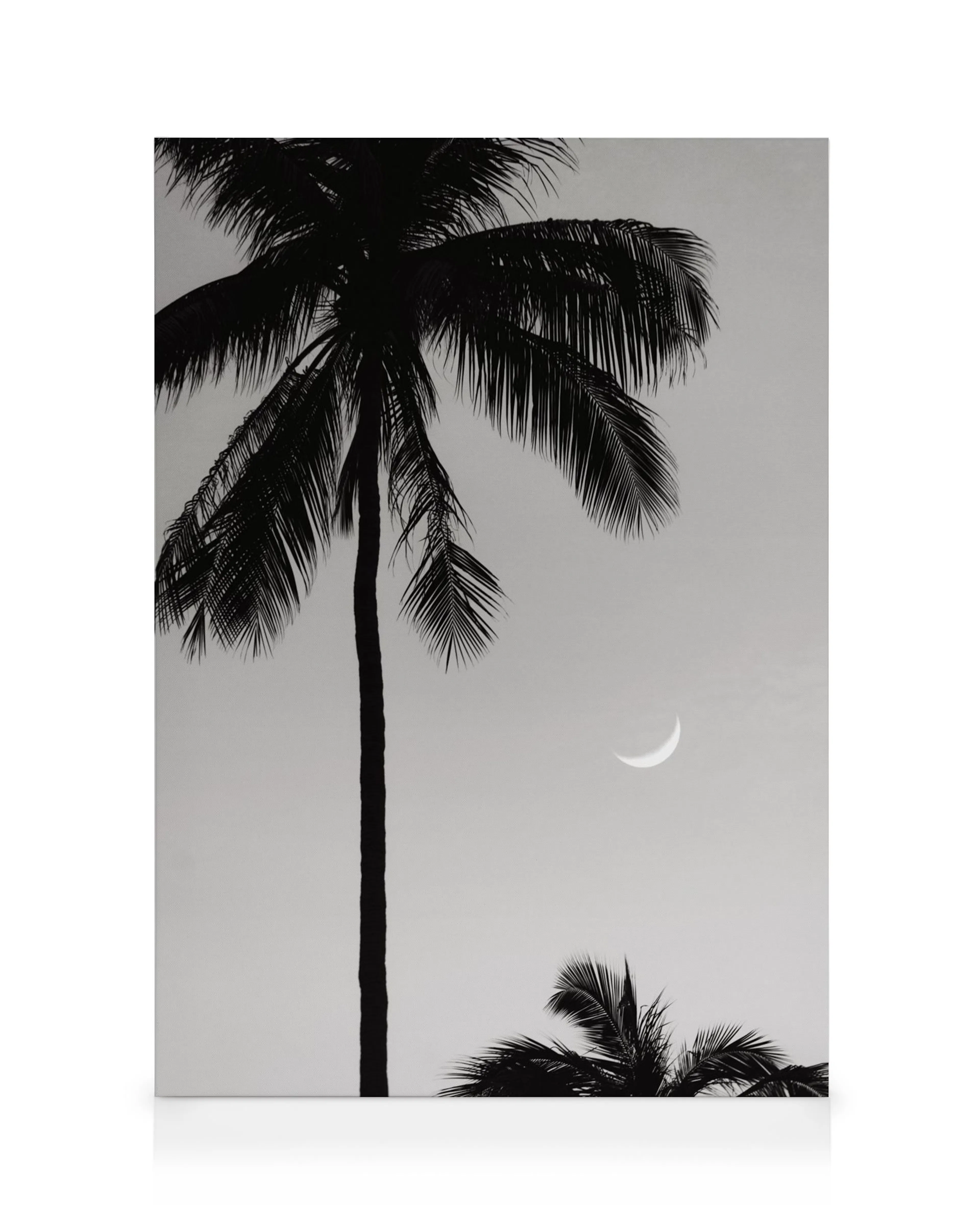 Lienzo monocromático de una palmera con la luna creciente en el cielo claro.