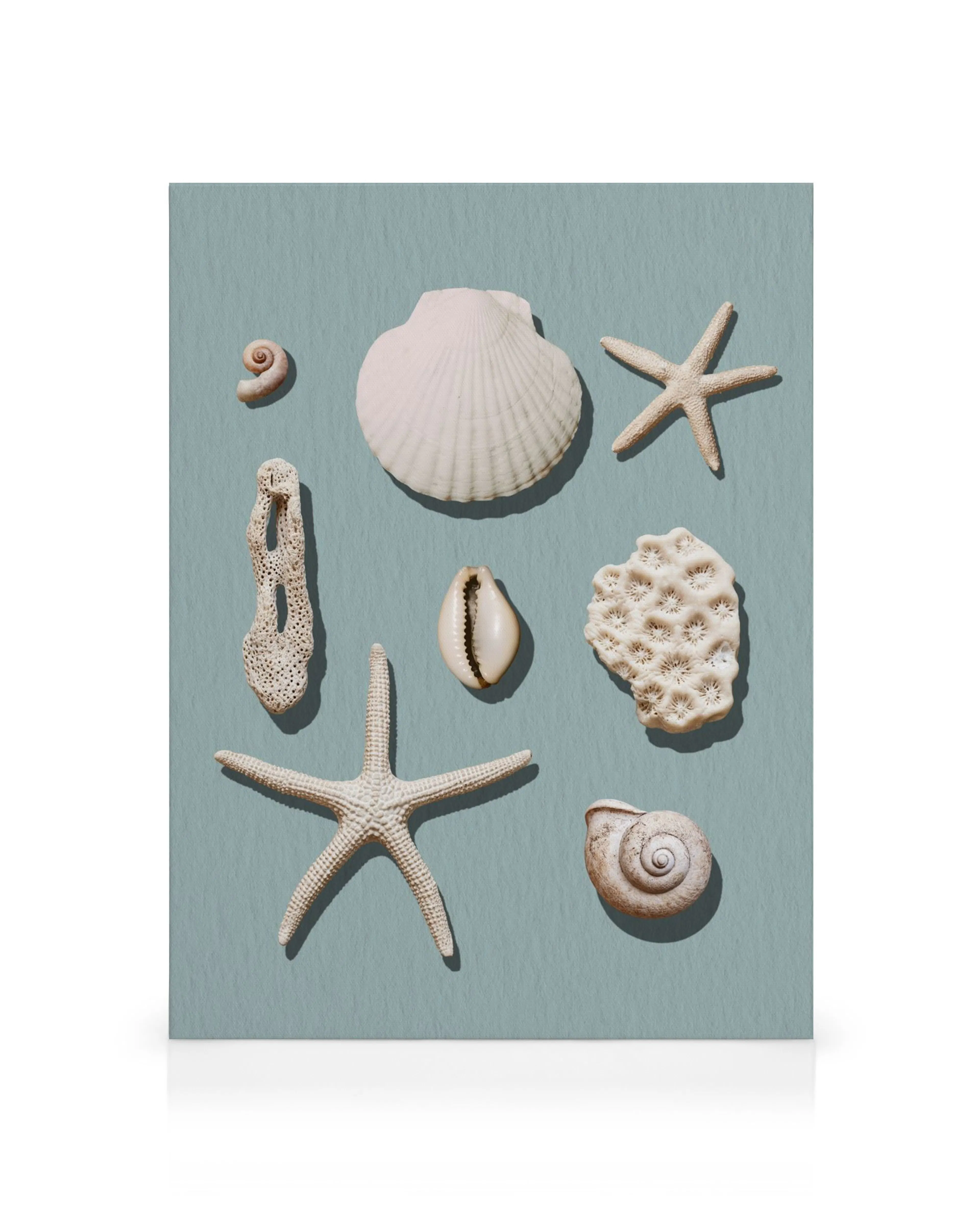 Lienzo con una composición de conchas de mar, estrellas de mar y coral blanco sobre fondo azul claro.