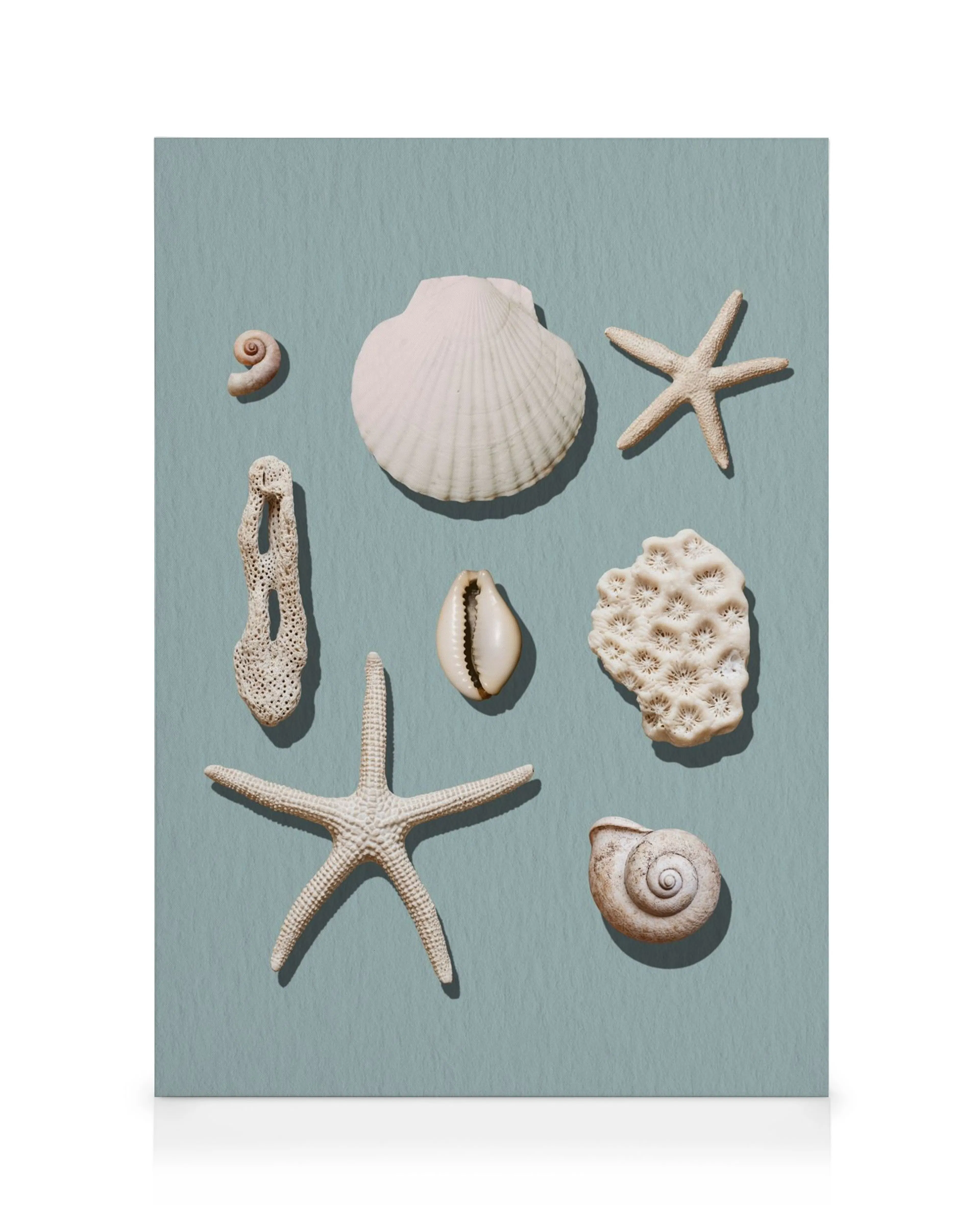 A canvas print displaying various white seashells and starfish on a muted blue-green background.