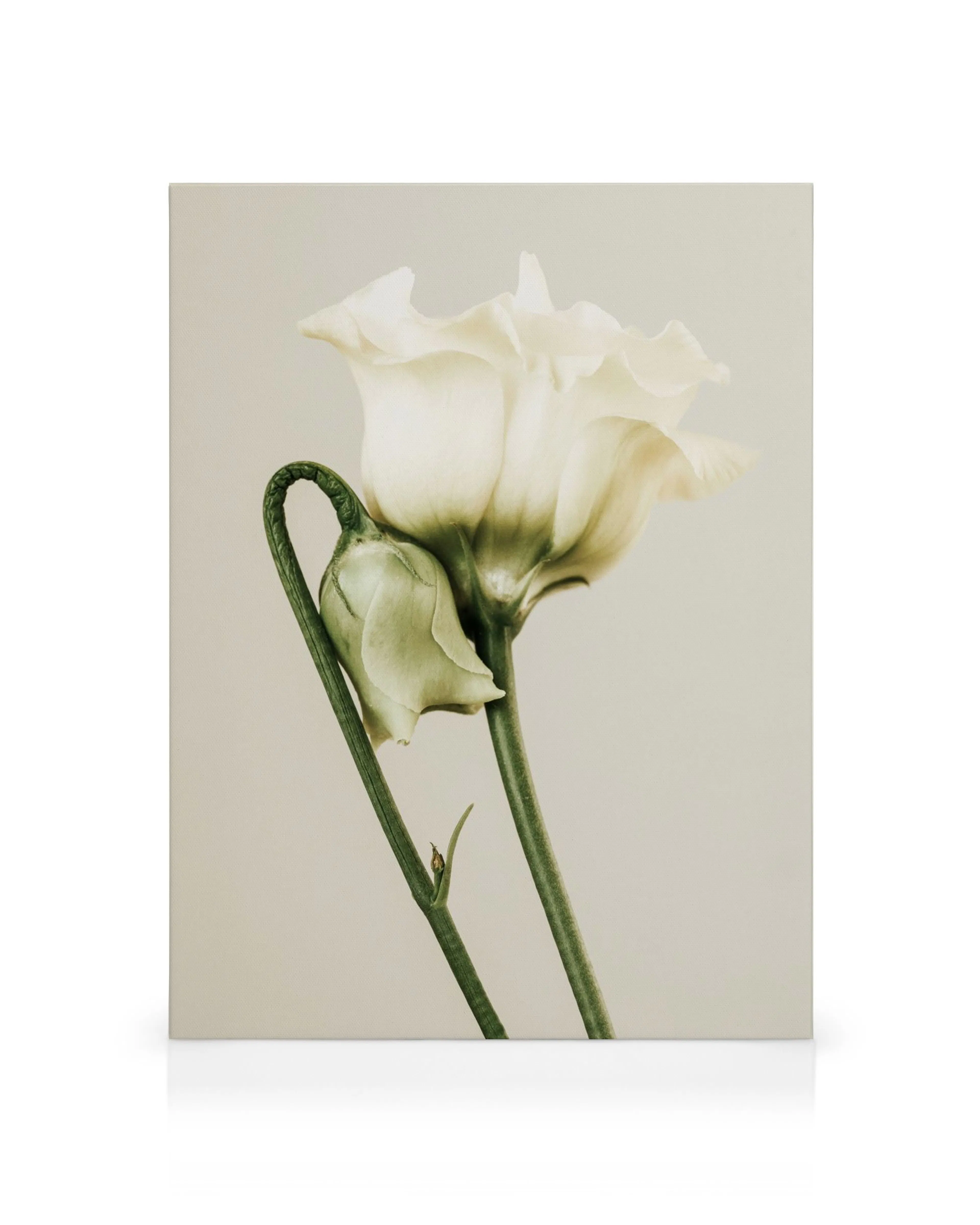 Et lerretsbilde av en hvit eustoma-blomst med en knopp og grønne stilker mot en lys bakgrunn.
