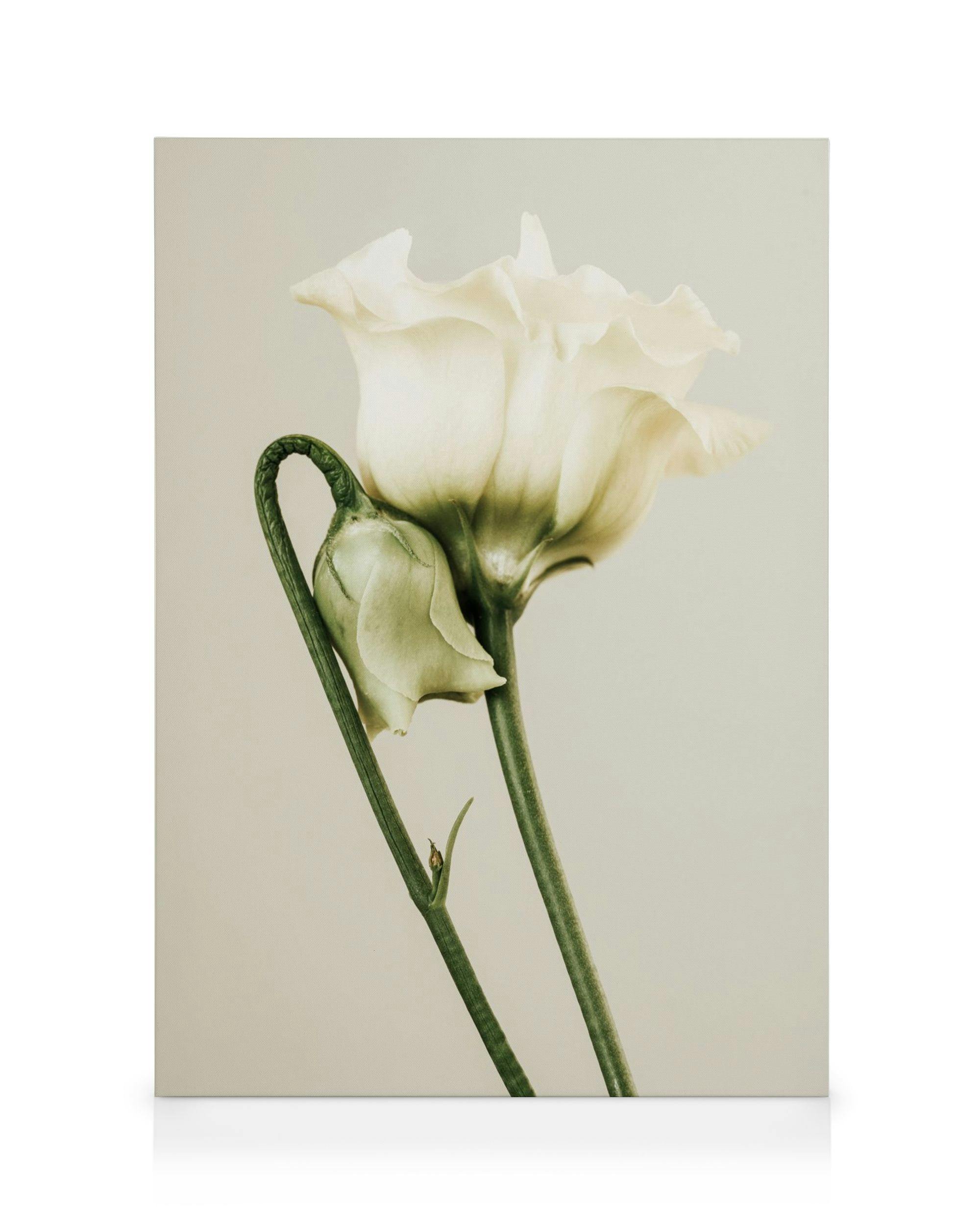 Canvas Prints White Lisianthus Canvas print (70x100 cm)