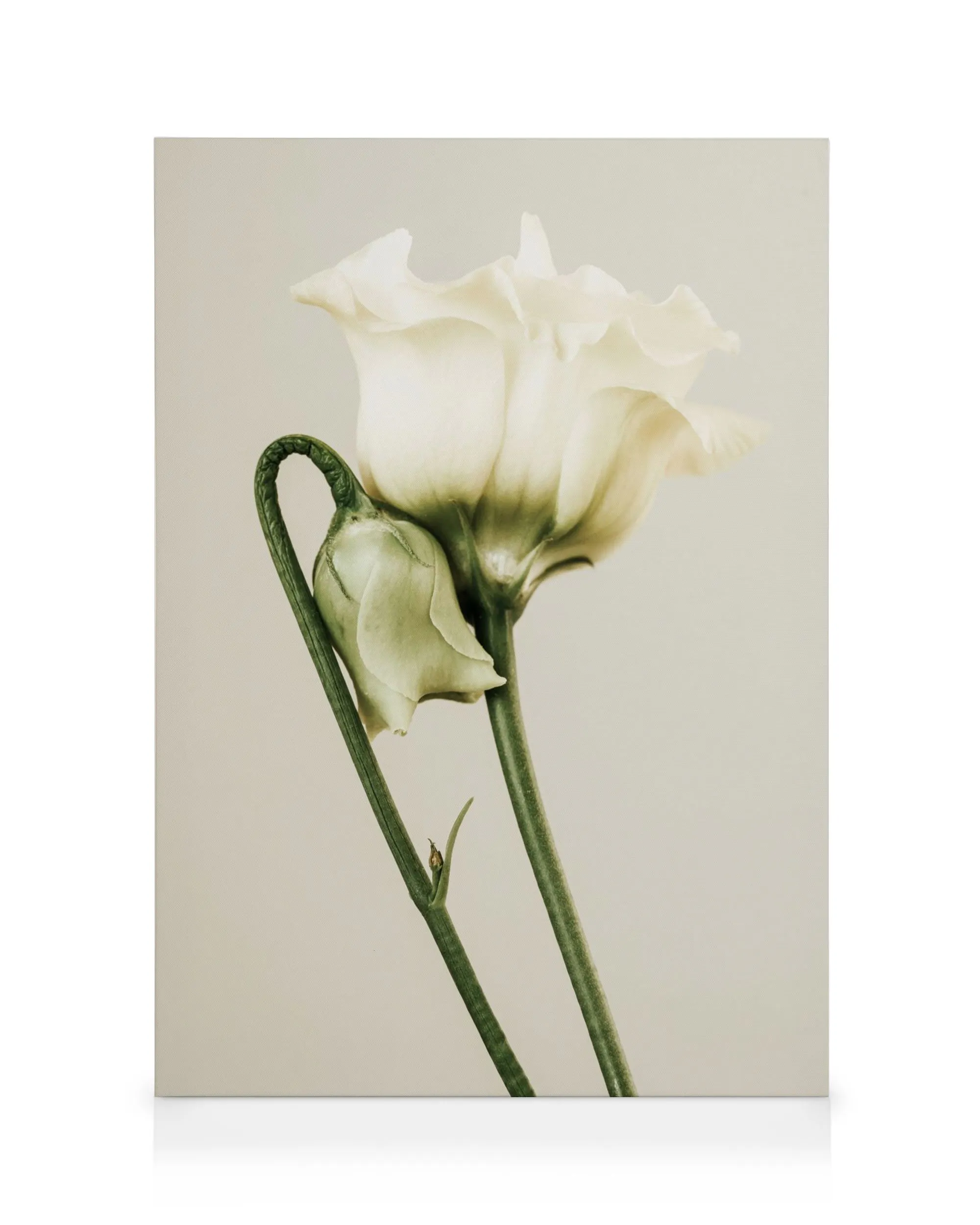Leinwandbild mit zwei weißen Rosenblüten und einem Knospenstiel auf hellem Hintergrund.