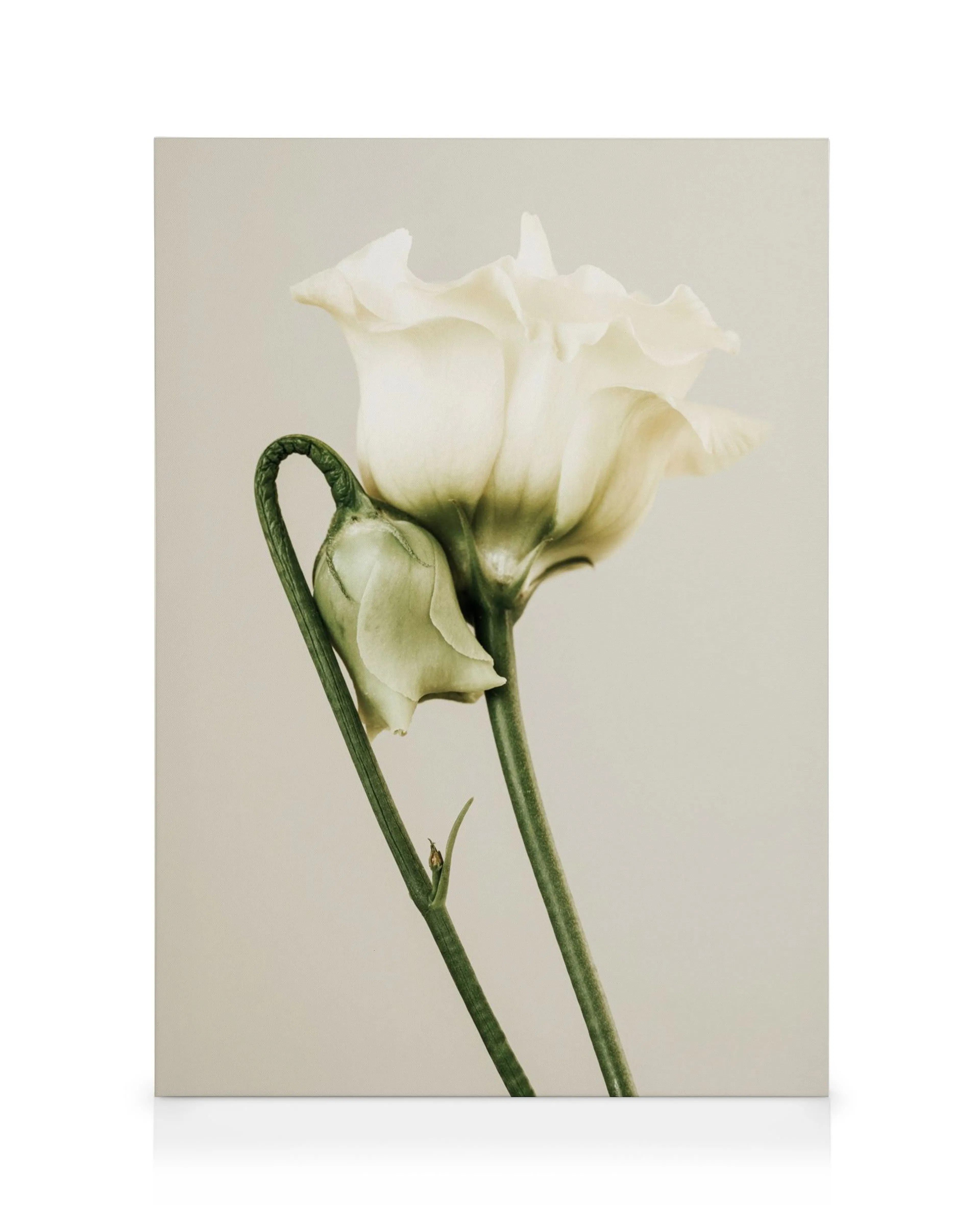Leinwandbild mit zwei weißen Rosenblüten und einem Knospenstiel auf hellem Hintergrund.