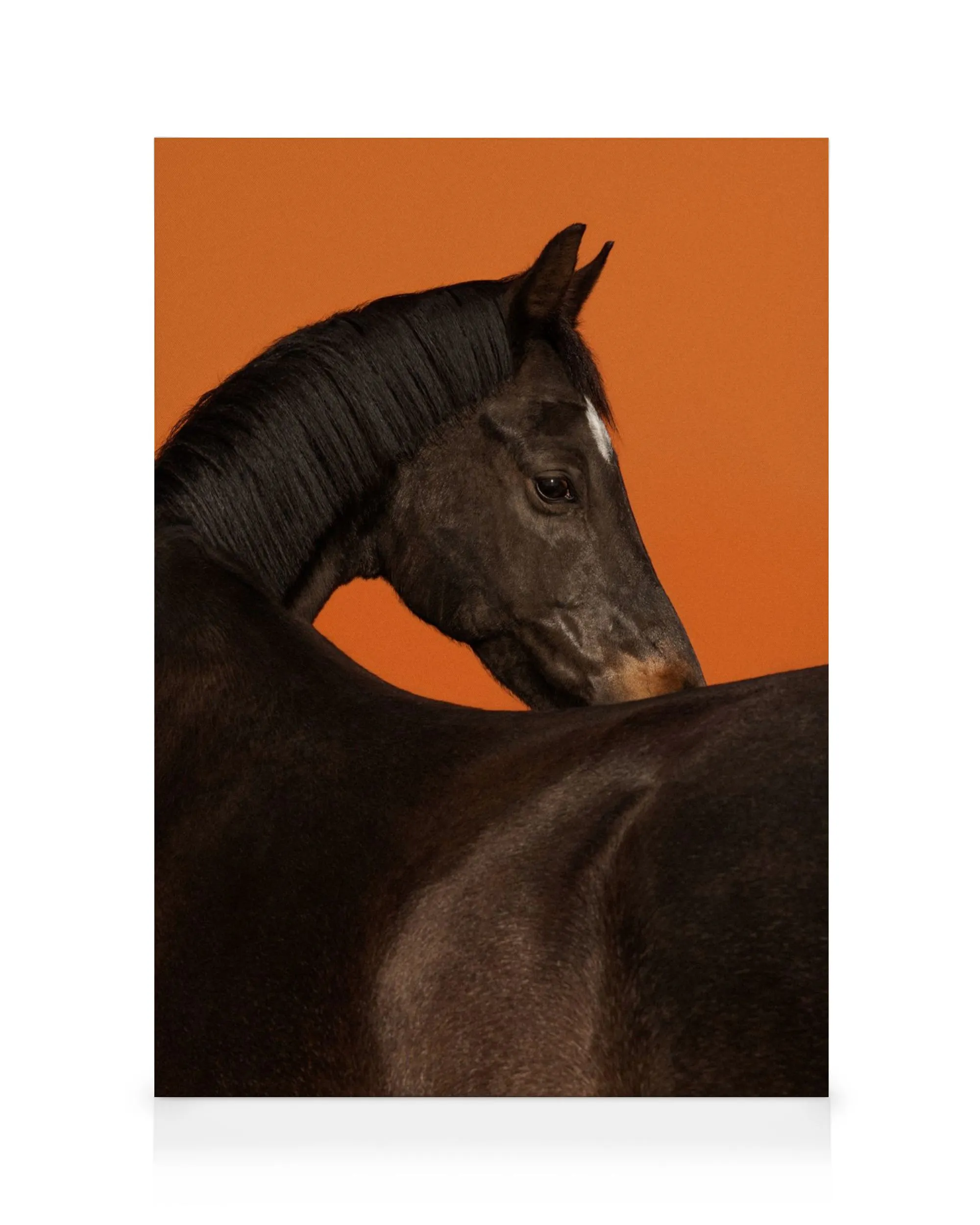 Stallion Leinwandbild 0