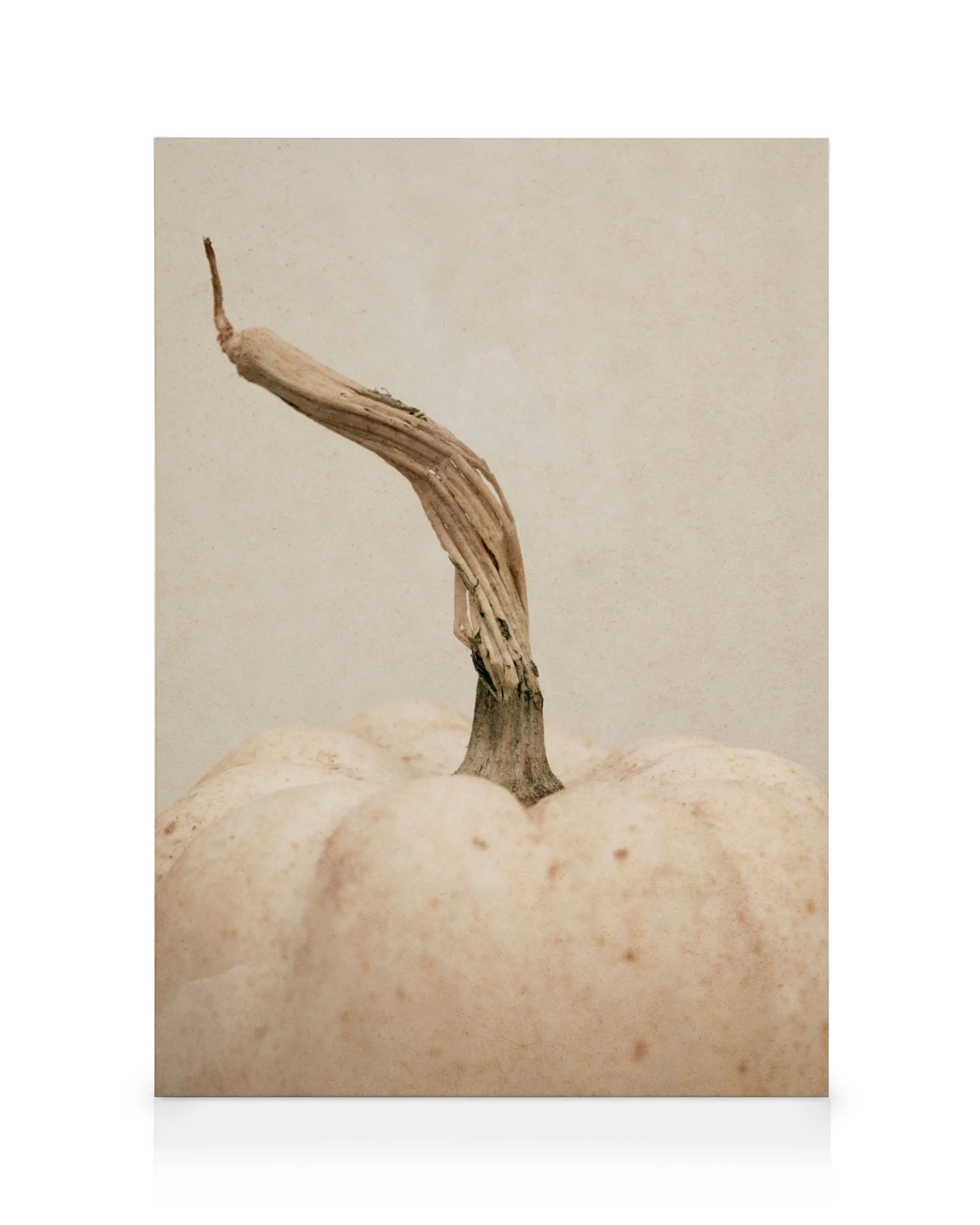 White Pumpkin Lienzo 0