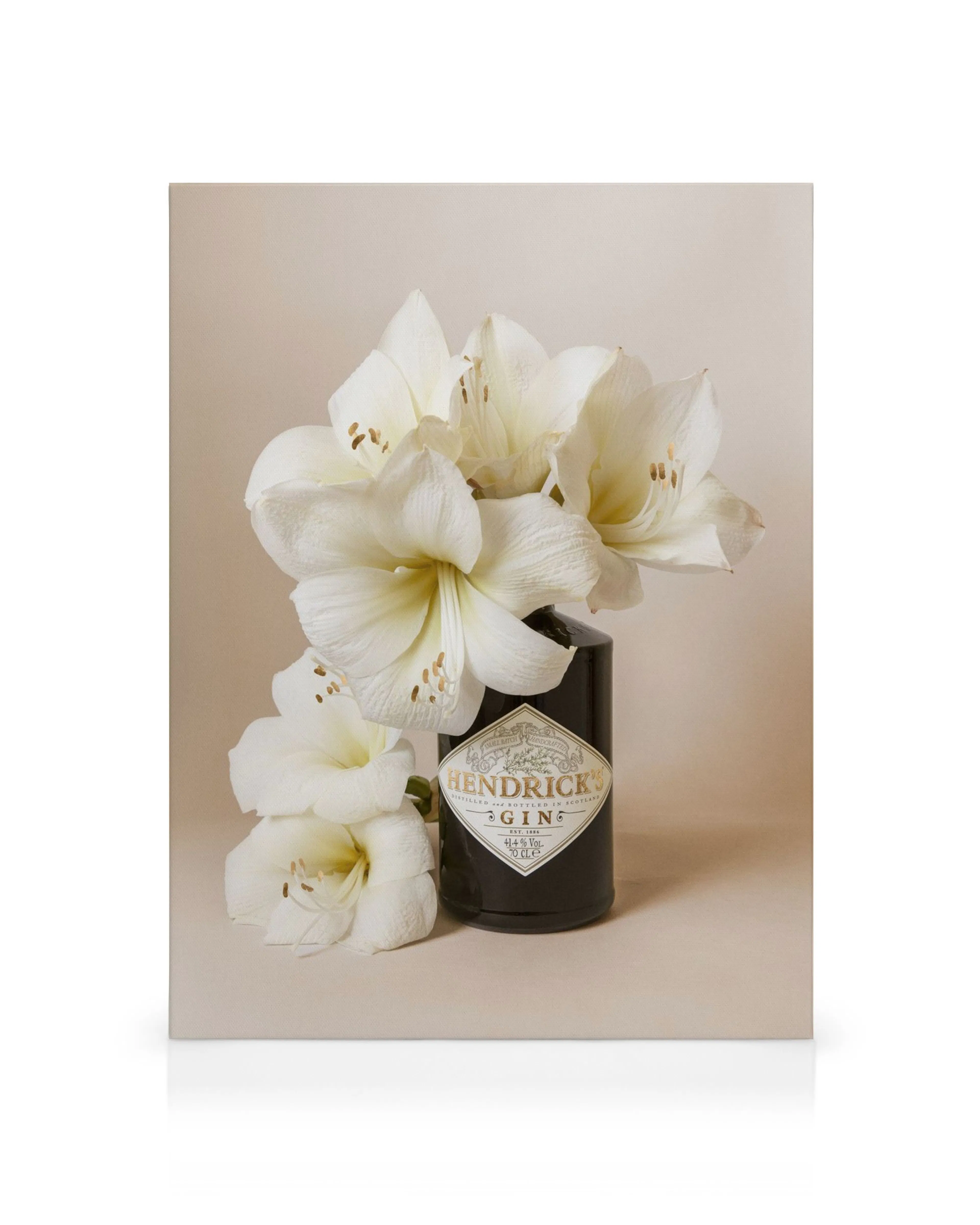 Vit amaryllis i en svart Hendricks ginflaska, elegant blomsterarrangemang och dryckeskonst.