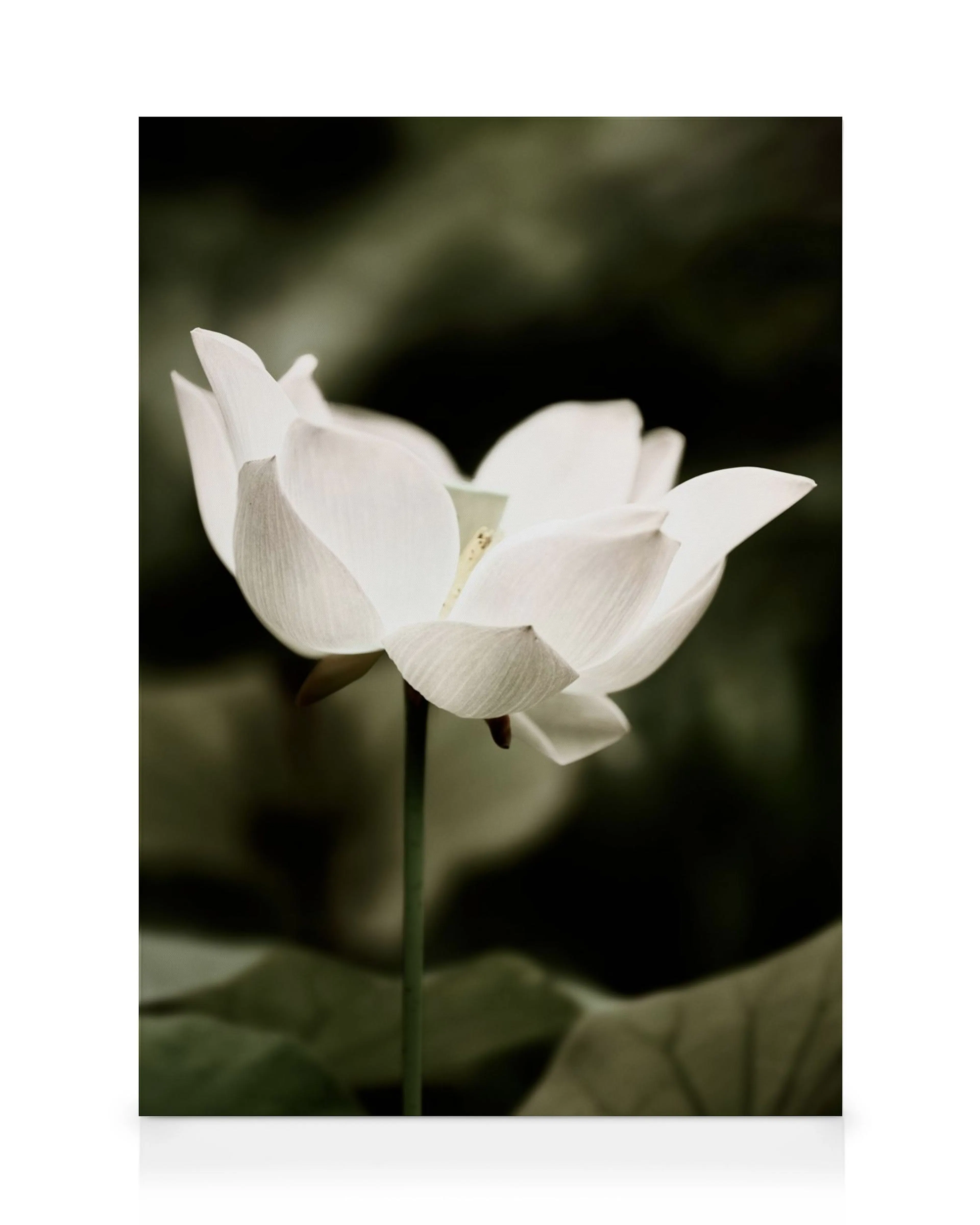 Toile dune fleur de lotus blanche avec des pétales délicats et un fond vert foncé flou.