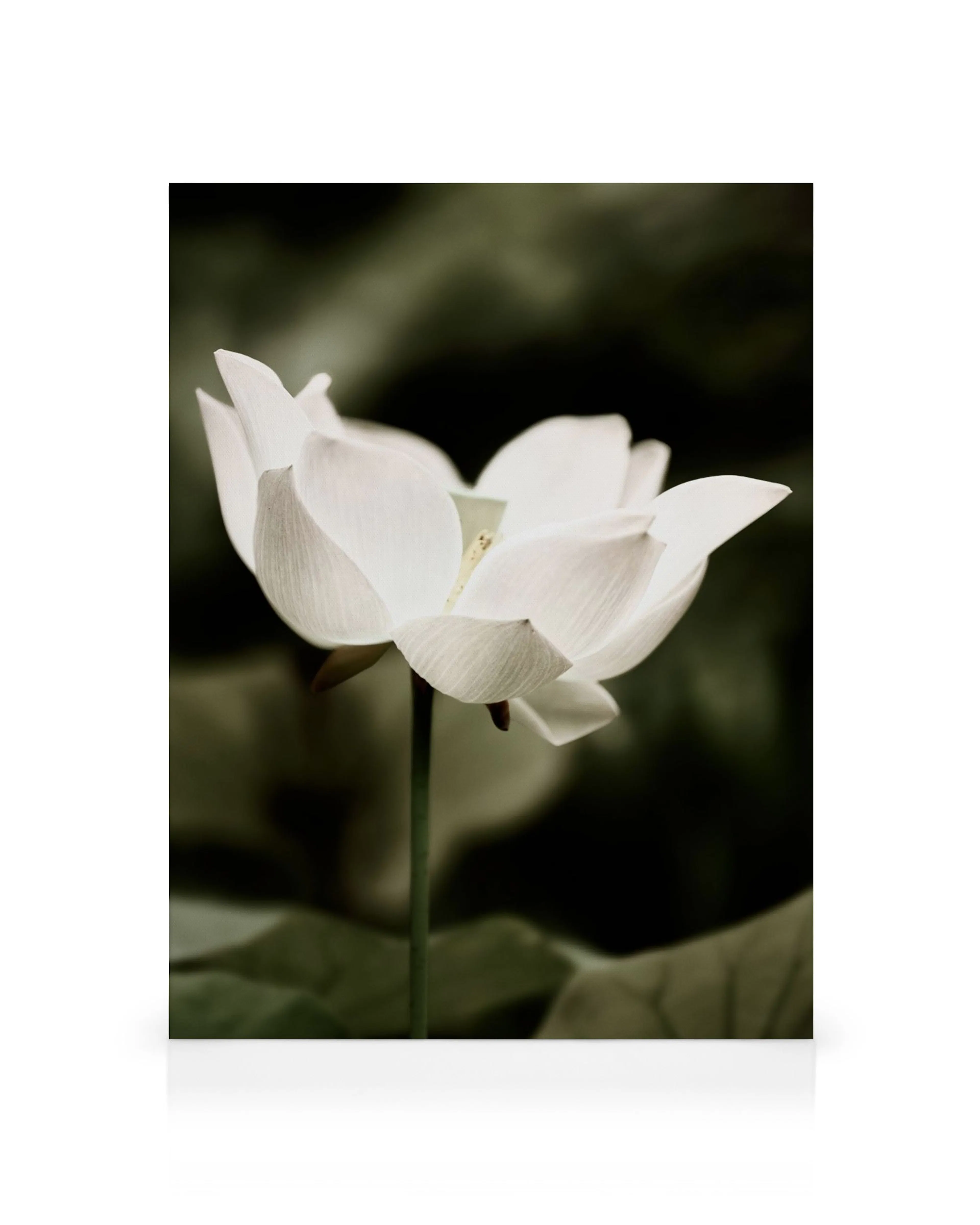 Stampa su tela di un grande fiore di loto bianco brillante in primo piano, con uno sfondo scuro e sfocato.