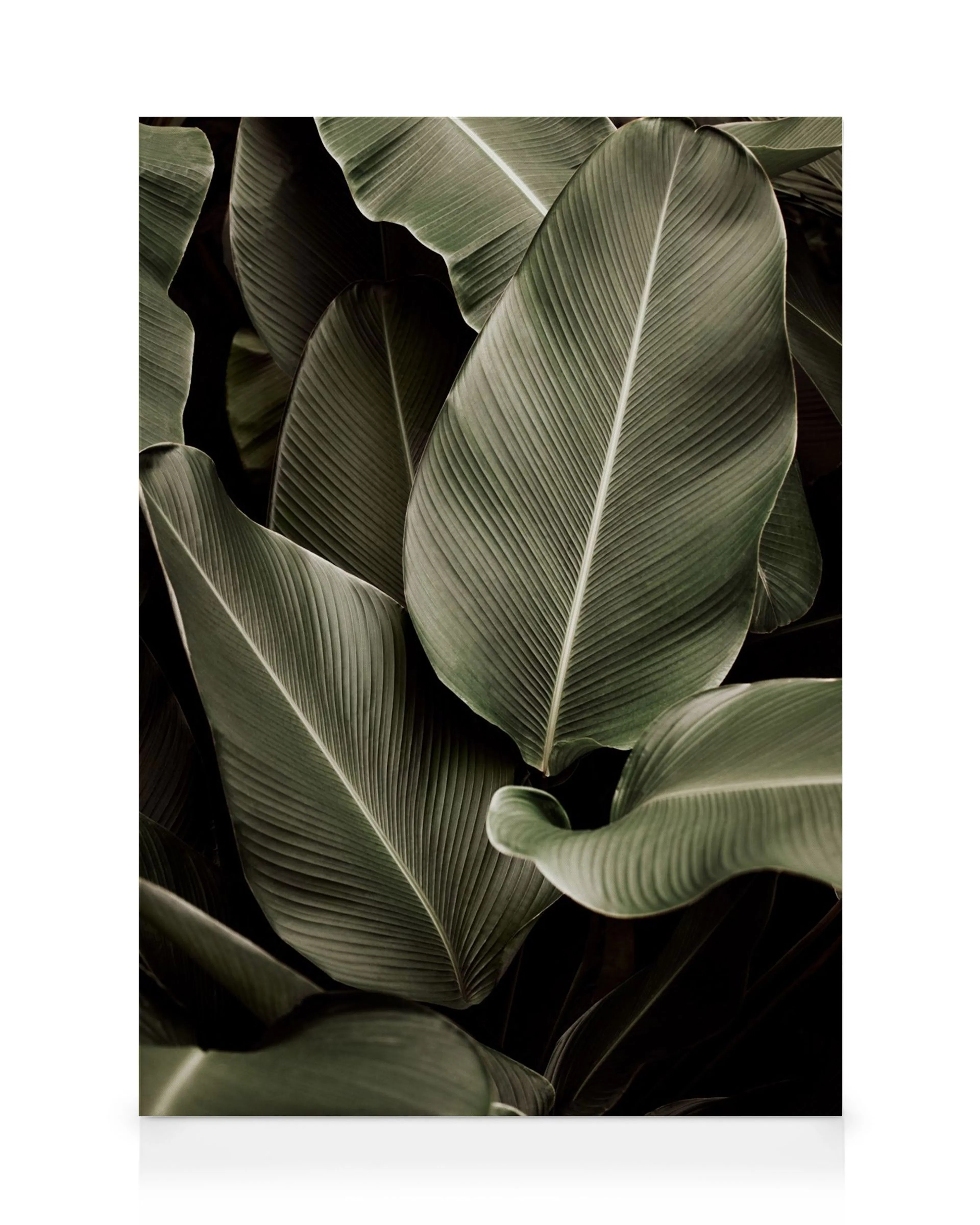A canvas print showcasing large, dark green banana leaves with prominent veins, creating a lush, tropical aesthetic.