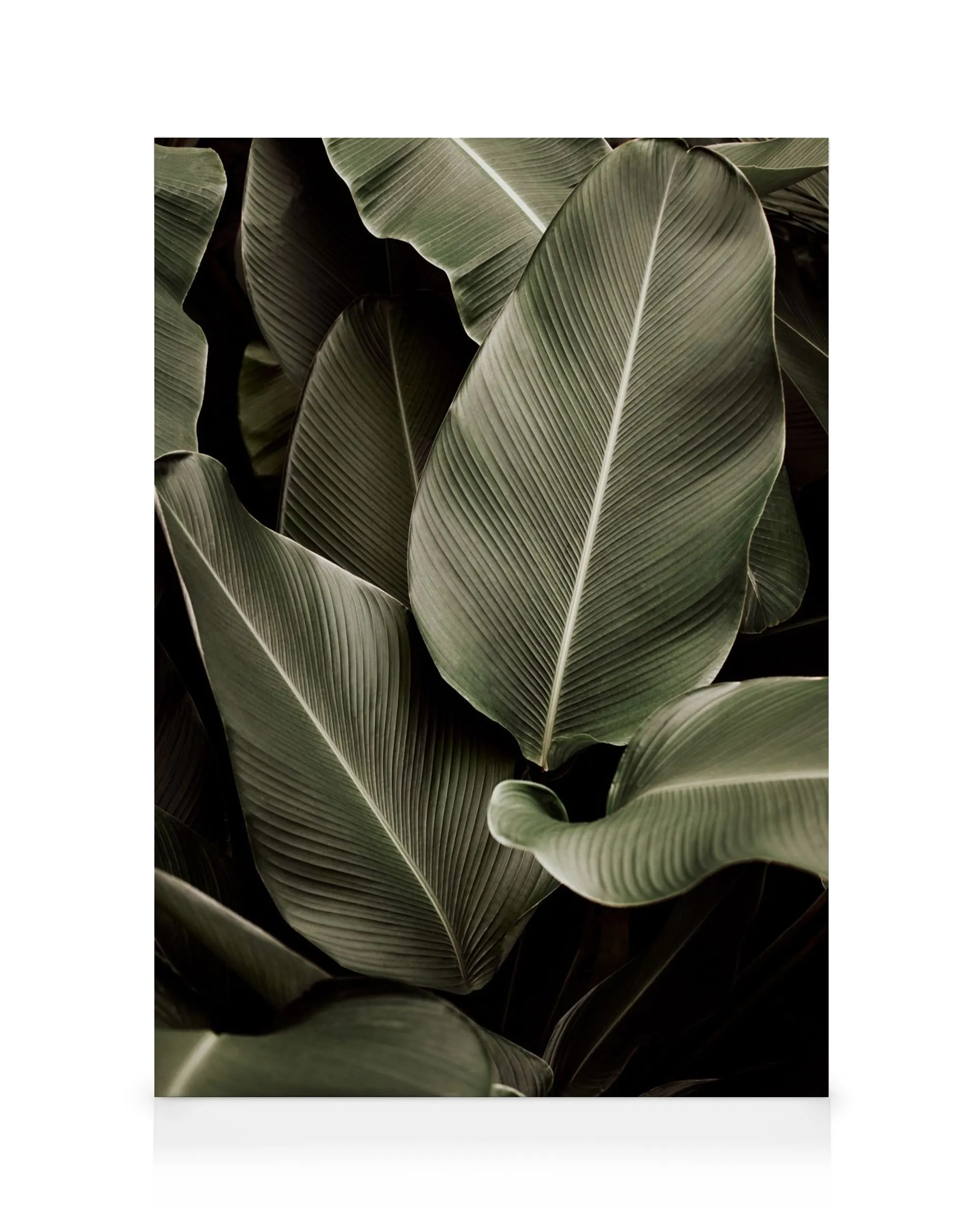 Lienzo de hojas de plátano verde oscuro con textura rica y nervaduras claras, sobre un fondo casi negro.