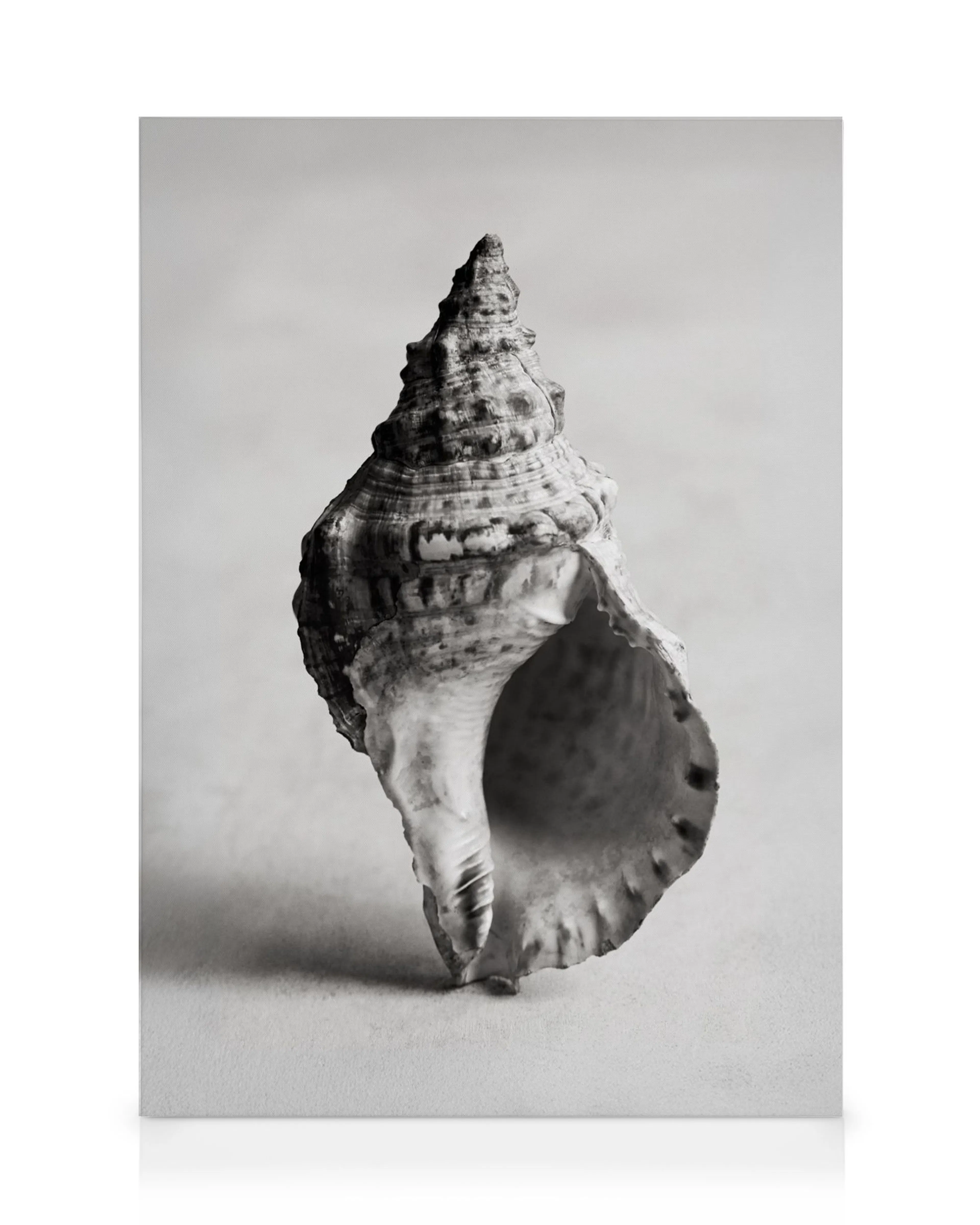 A black and white canvas print featuring a detailed conch shell against a light gray background.