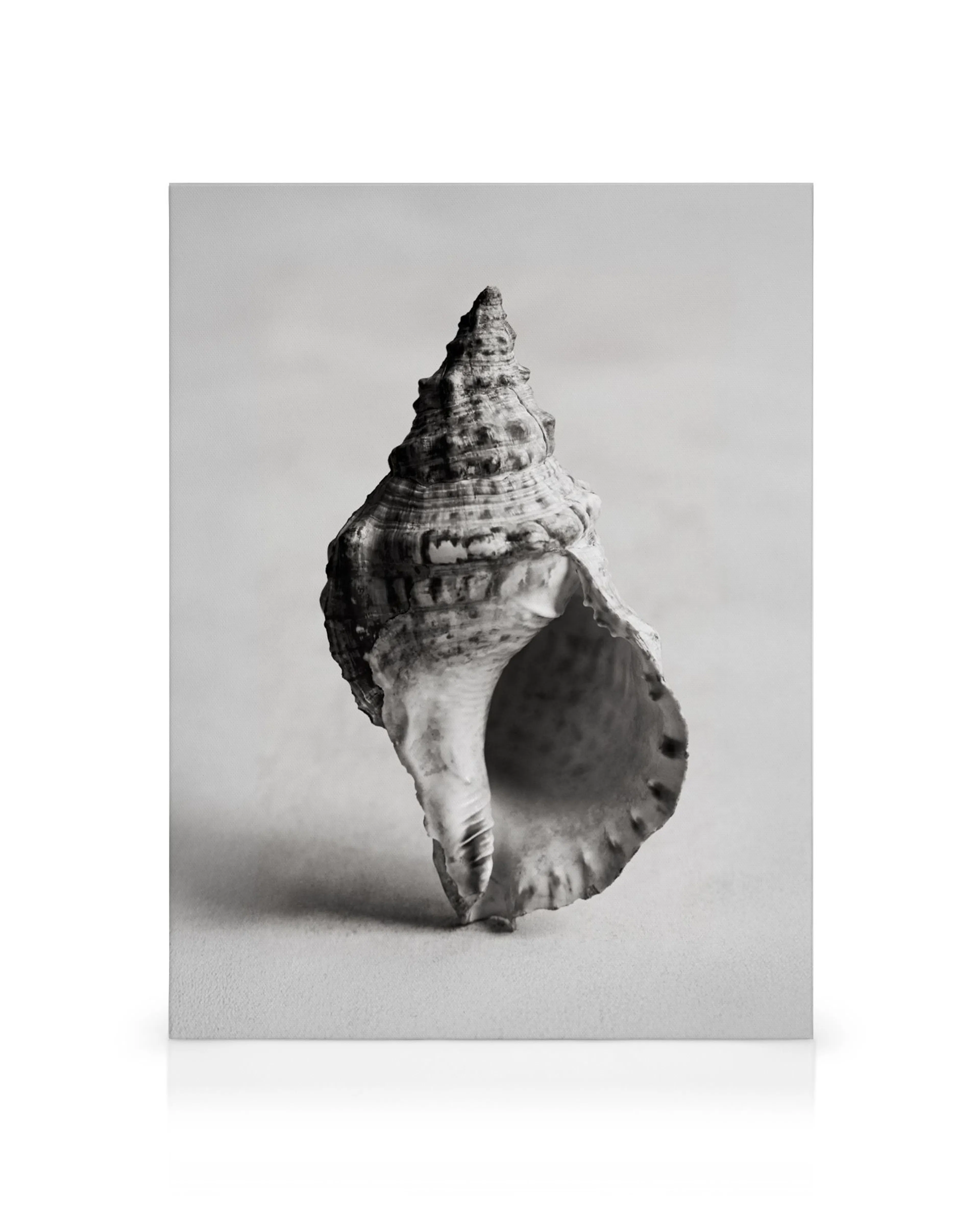 Tela decorativa com uma concha do mar em espiral, em tons de cinzento e branco, sobre fundo claro.