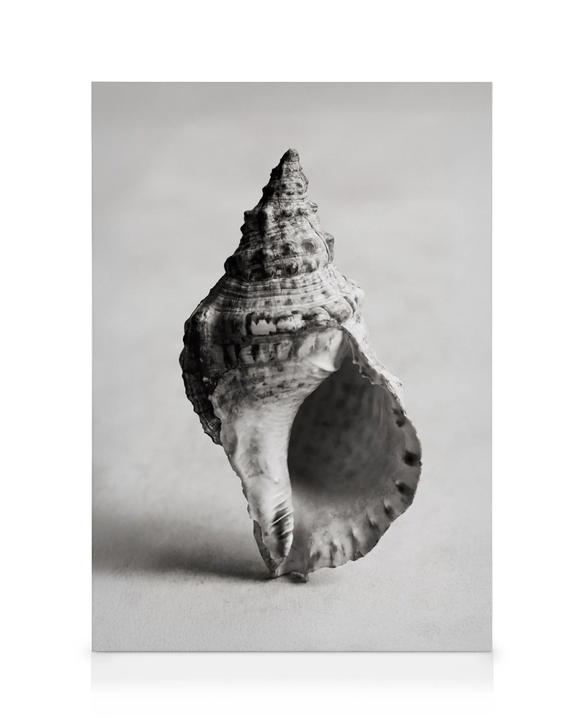 Lienzo de una caracola en blanco y negro, con detalles texturizados, sobre un fondo claro y liso.